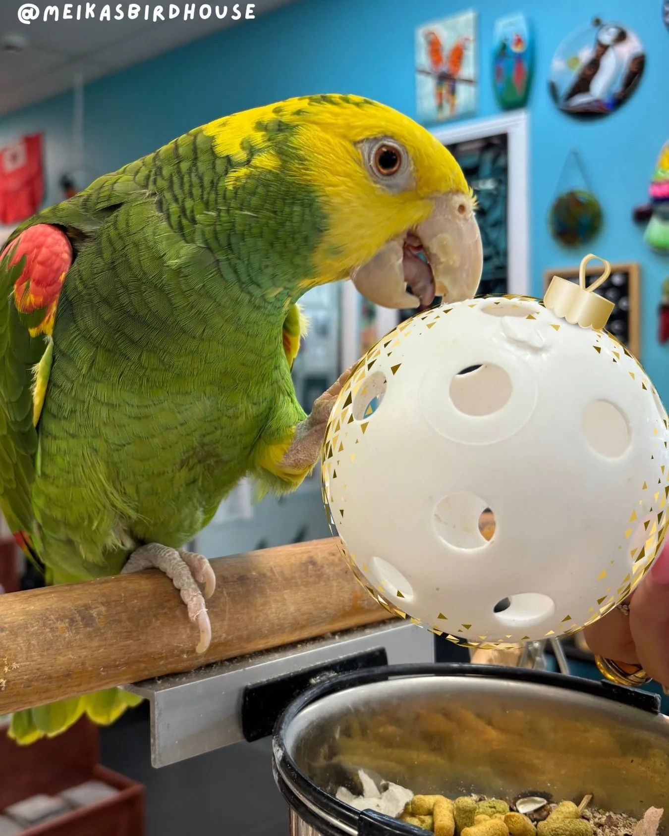Need help decorating your tree? Rocky would be happy to lend a beak!