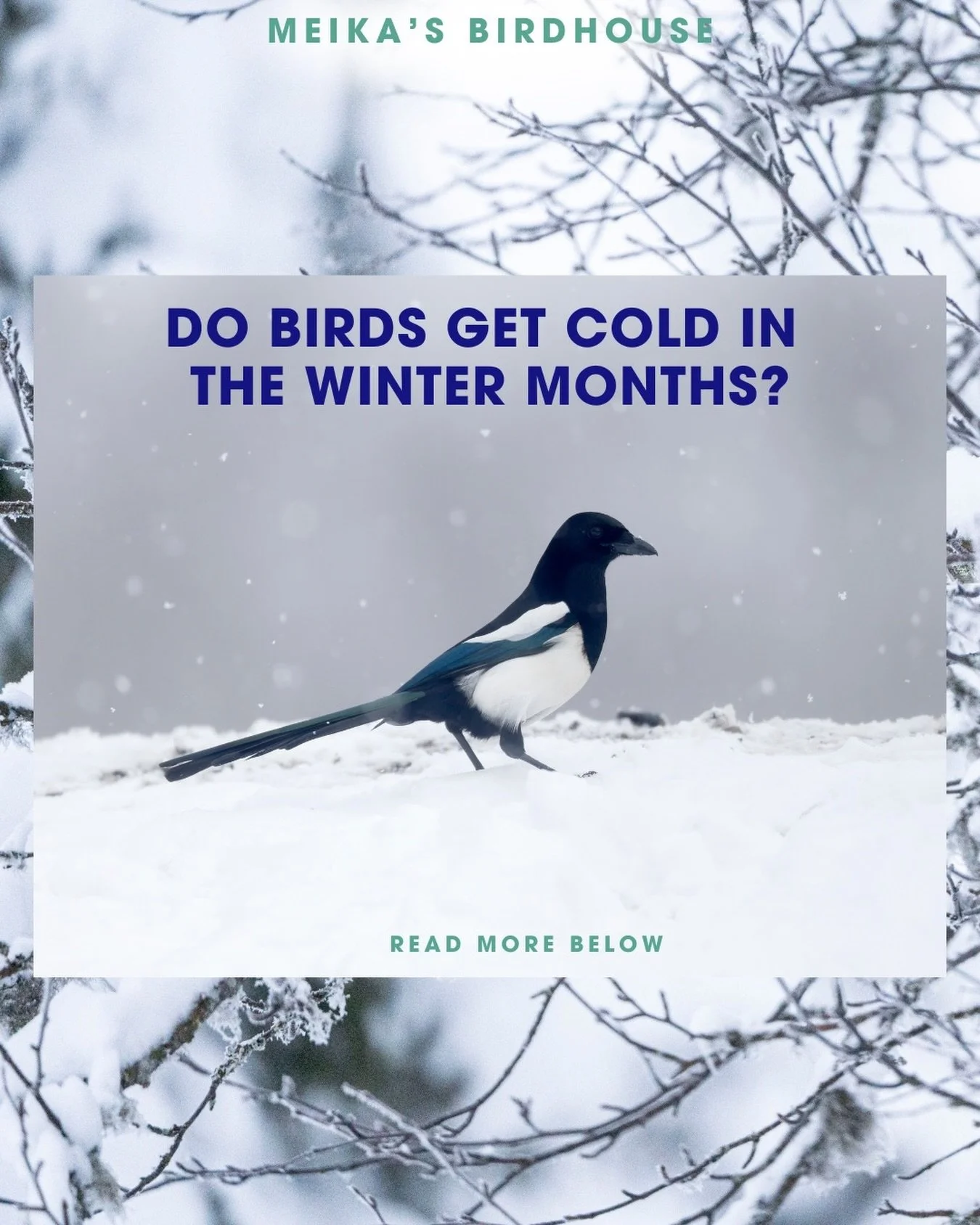 Yes, wild birds in Alberta experience the cold during the harsh Canadian winters, but they&rsquo;ve adapted incredible survival strategies to endure the extreme temperatures. Even year-round residents like black-capped chickadees and magpies show off