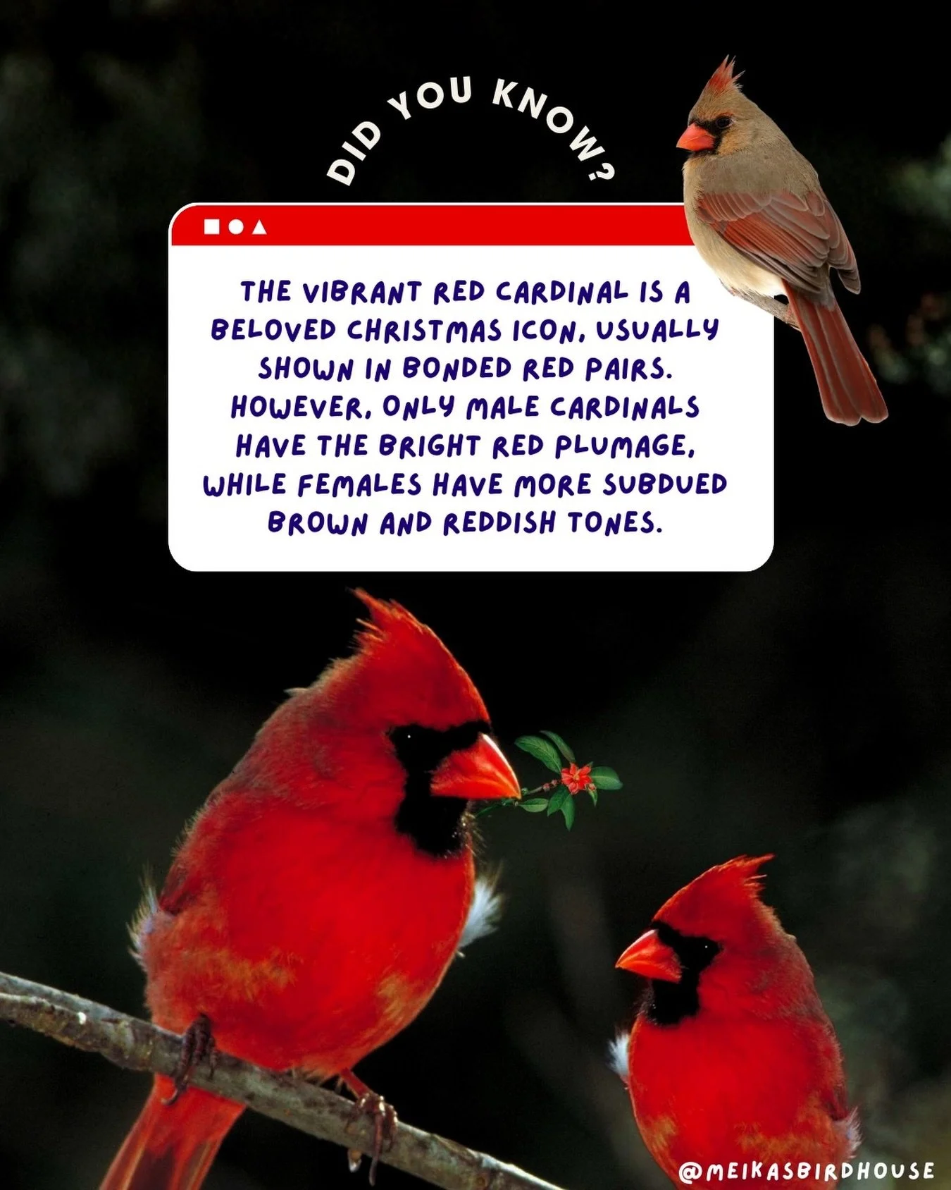 Cardinals are a beloved motif in Christmas d&eacute;cor, symbolizing warmth, hope, and winter beauty. Artists frequently pair them up as picturesque couples of striking red birds. But here&rsquo;s a fun fact: only male cardinals sport that signature 