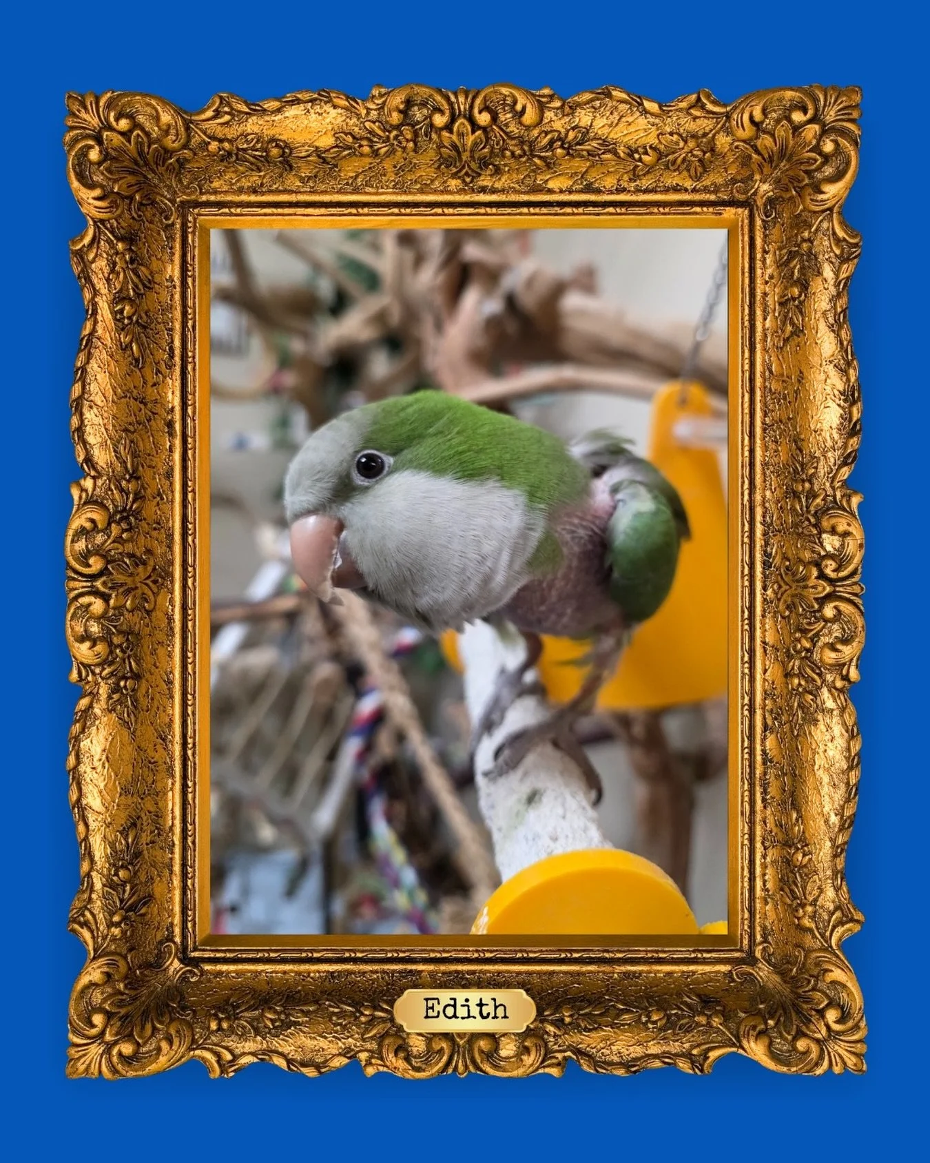 Hi, I&rsquo;m Edith! 🦜 I was found outside and, sadly, no one claimed me&mdash;but I&rsquo;m ready for a fresh start with the right family. I&rsquo;m cage territorial, don&rsquo;t enjoy scritches yet, and step up only on my terms. People often misun