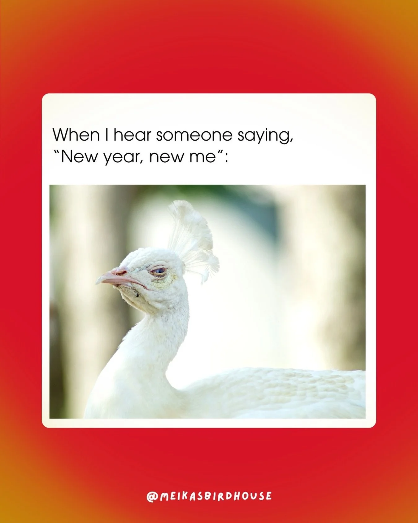 From all of us (humans and birds alike) at Meika&rsquo;s Birdhouse:

🌟 Happy New Year! and don&rsquo;t worry, we appreciate you just the way you are 😂