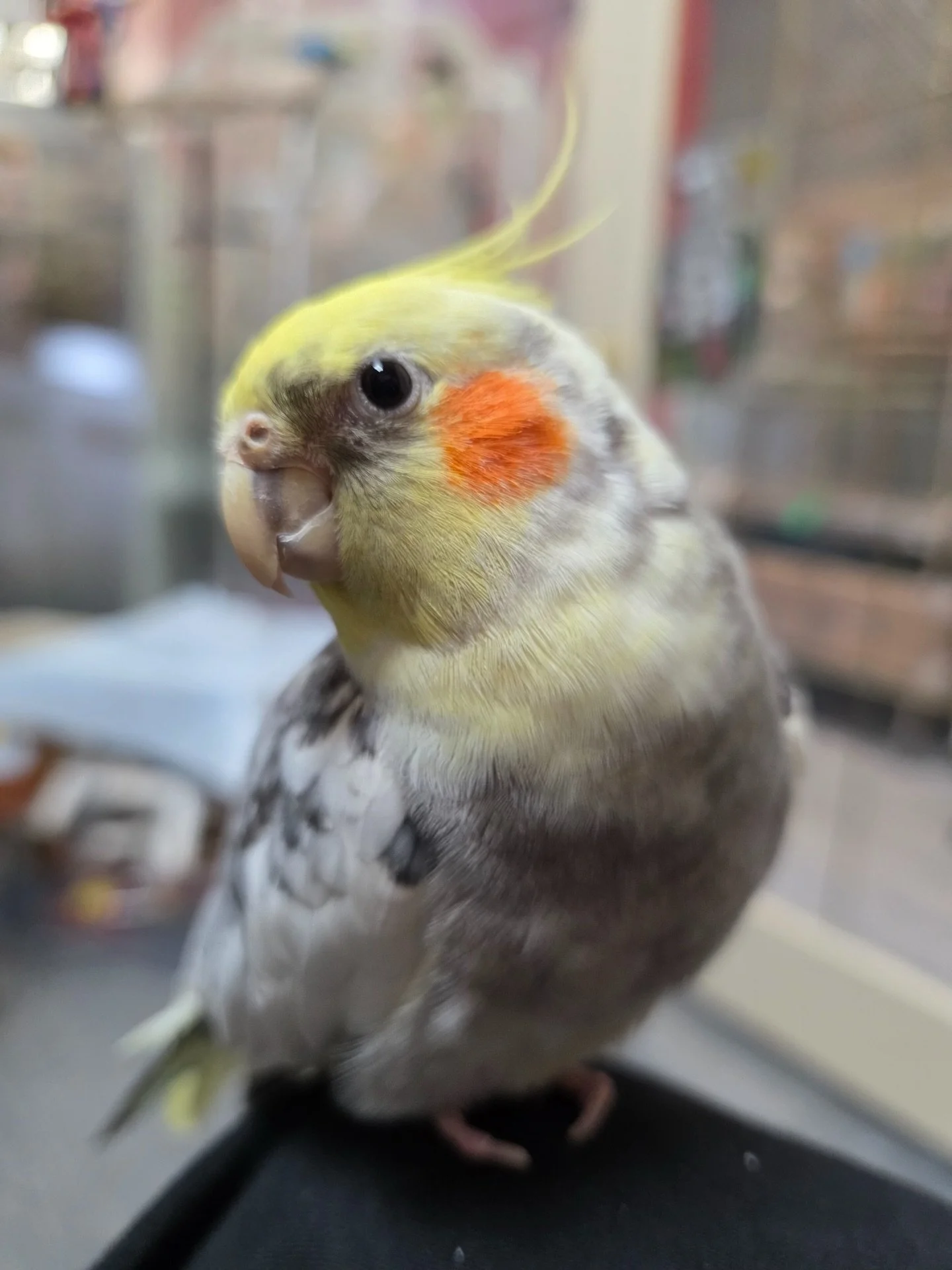 As you head back to work today, we hope you&rsquo;re feeling as cute and confident as Motor the cockatiel! 🐦✨ 

This little holiday guest always reminds us that sometimes all you need is a little strut (and maybe a snack) to take on the day.