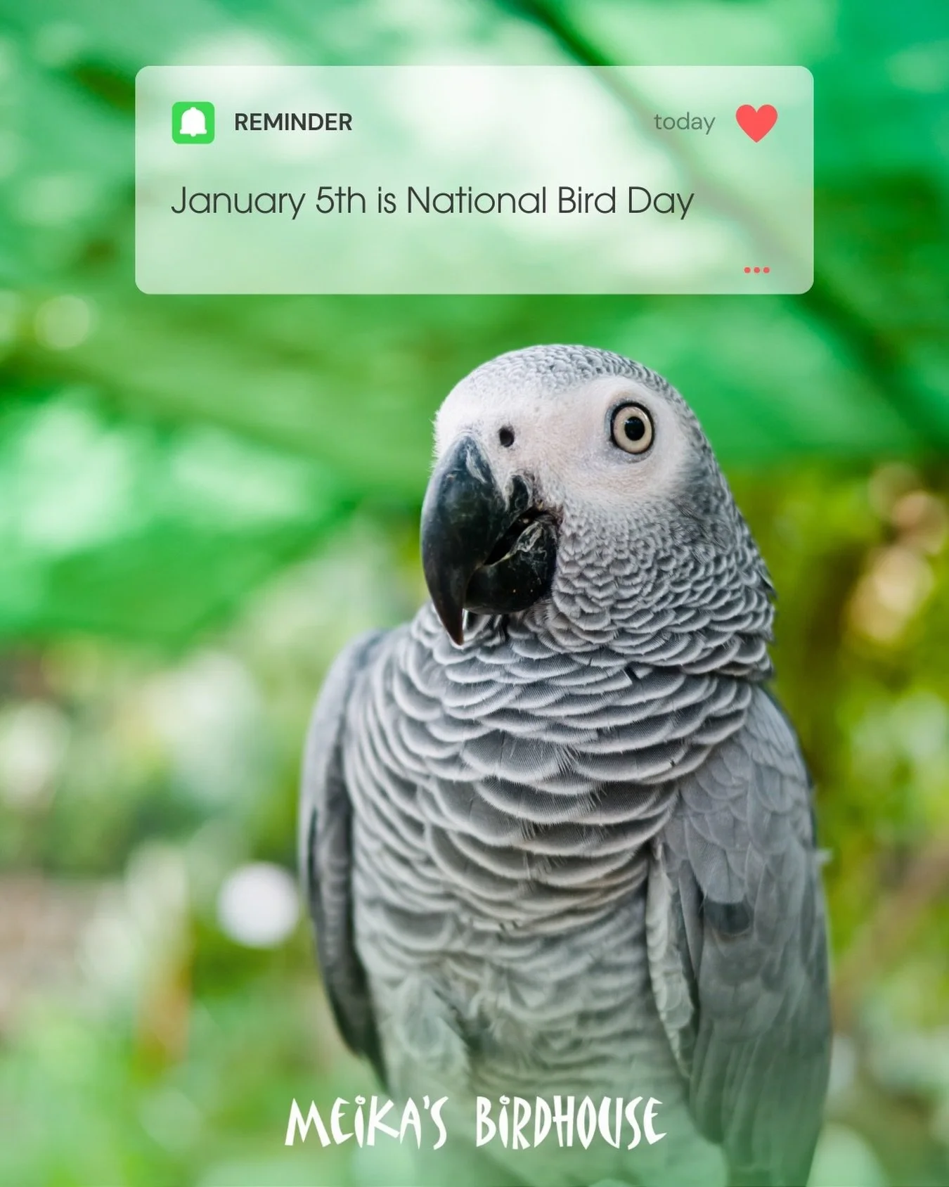 Happy National Bird Day! 🐦💛 We wouldn&rsquo;t be here without the incredible birds that bring so much joy, beauty, and love into our lives. It&rsquo;s the birds that inspired us to create Meika&rsquo;s Birdhouse and our Safehouse, and they continue