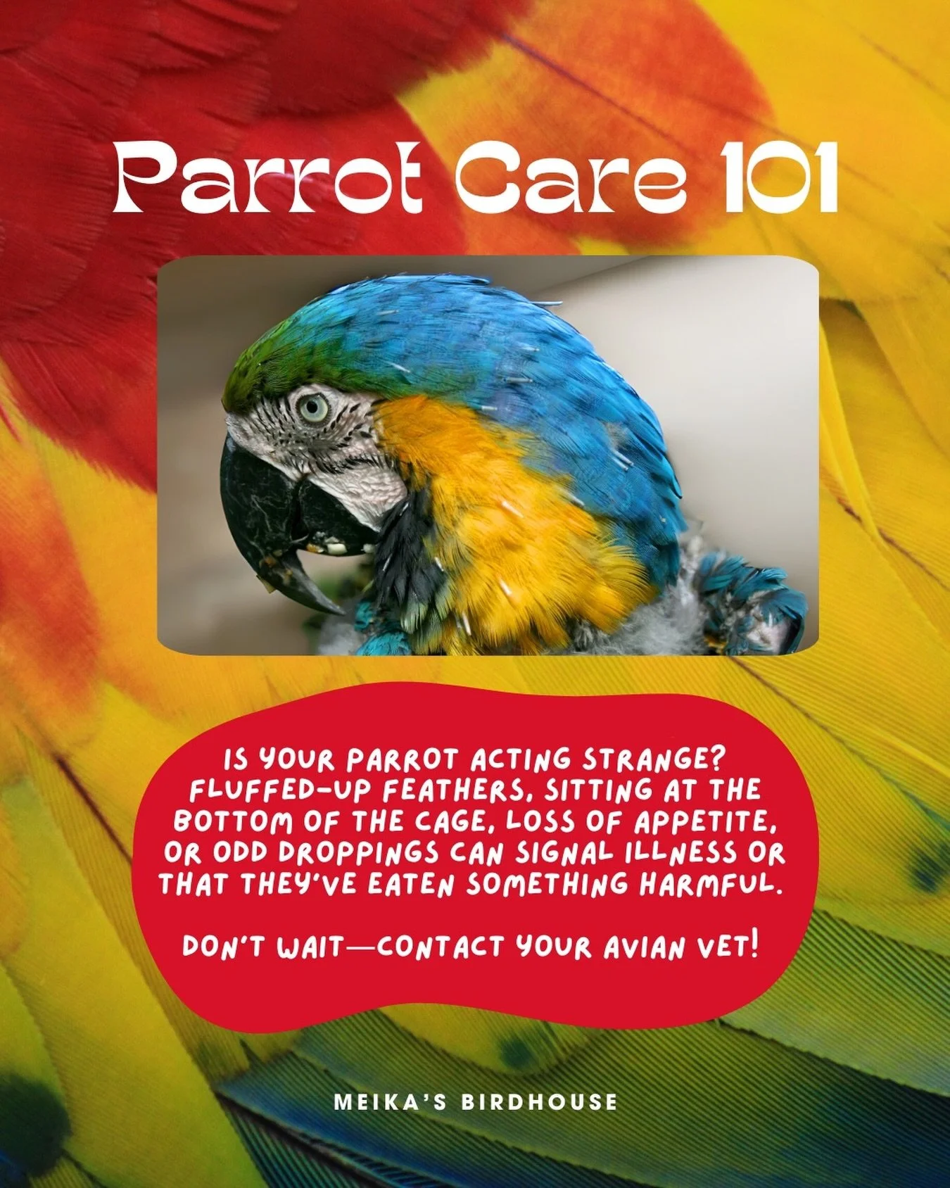 Your parrot&rsquo;s health is always a priority, but it&rsquo;s not always easy to tell when something is wrong. If your feathered friend starts showing unusual symptoms, such as fluffed-up feathers, excessive lethargy, sitting at the bottom of their
