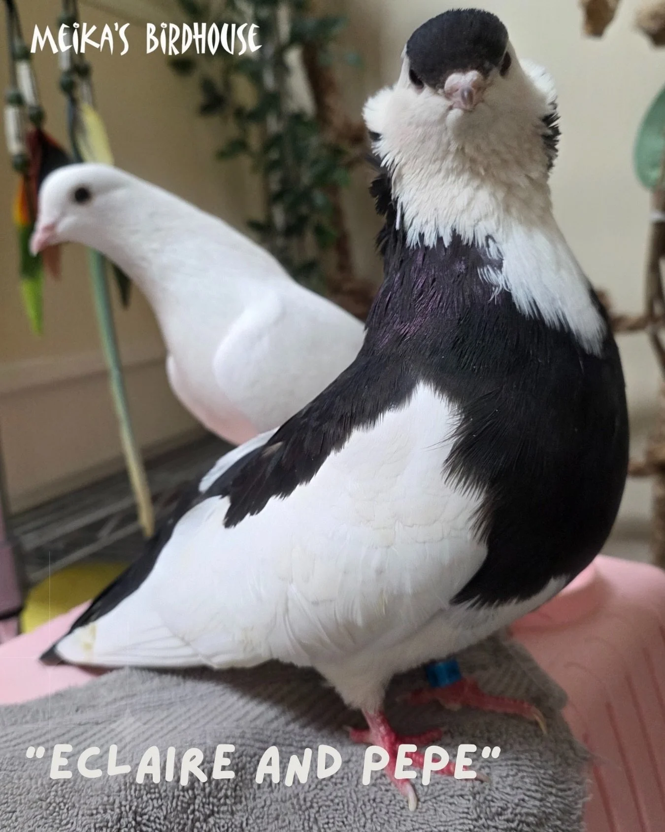 Who doesn&rsquo;t need some adorable pigeons on their feed? 🐦💕 Say hello to Eclaire and Pepe, the dynamic duo here to sprinkle some cuteness into your scroll.