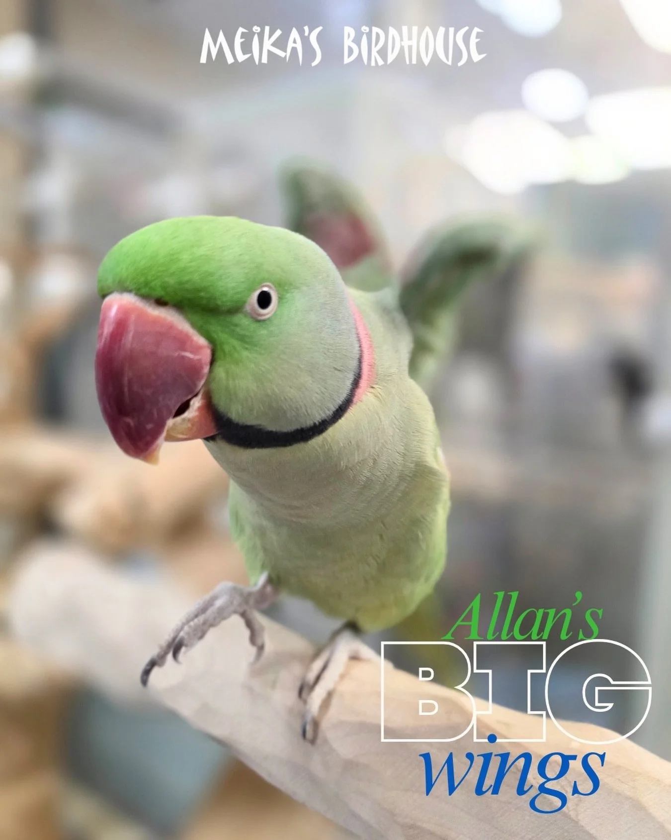 Say hello to Allan, the Alexandrine we birdsit! 🐦 Check him out showing off his &ldquo;Big Wings&rdquo; action. What a star! ✨