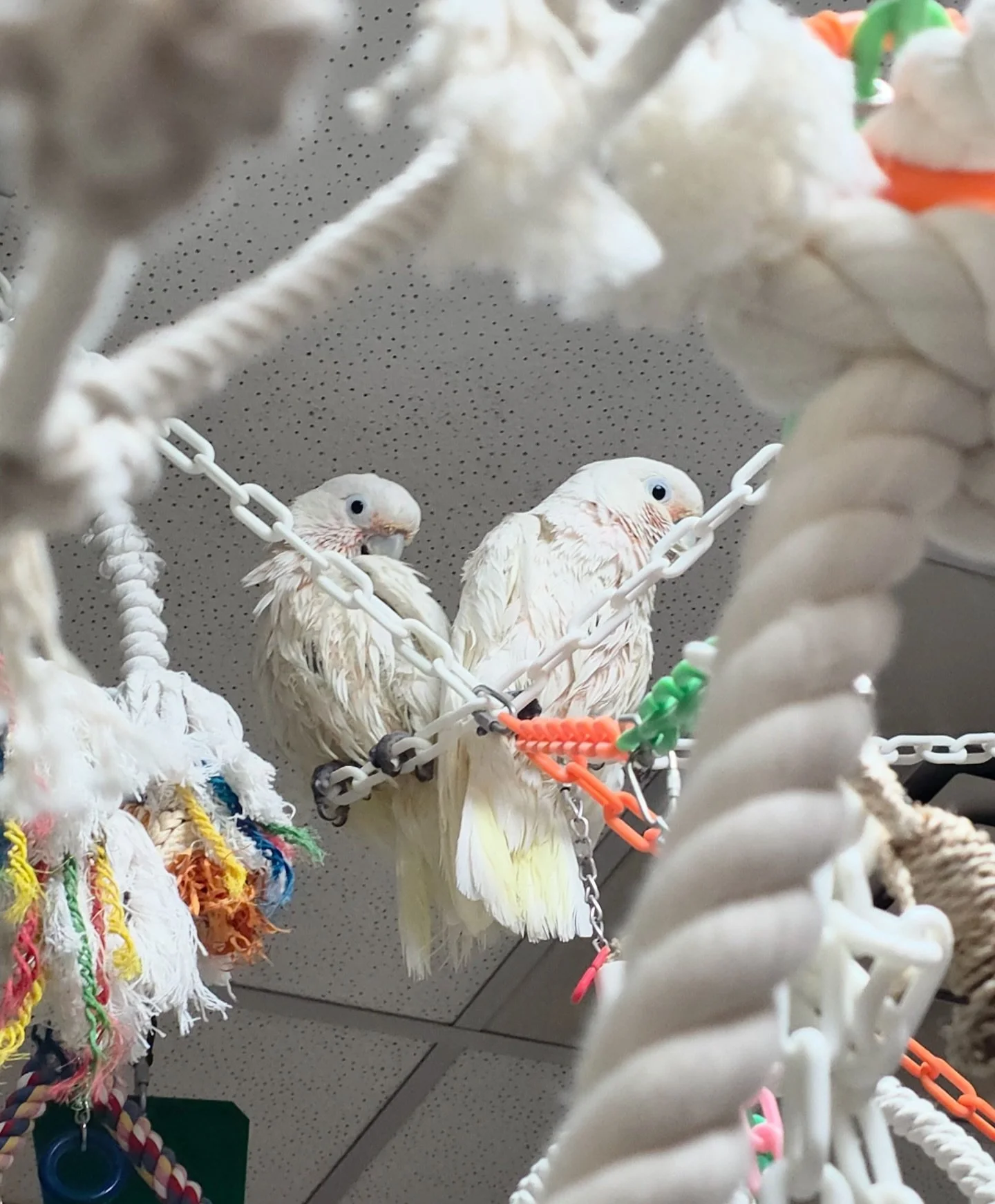Spock and Lyla, our two glamorous Goffin&rsquo;s cockatoos, just wrapped up their luxurious &ldquo;spa tweetment&rdquo;&mdash;a refreshing shower session that left them looking fabulously fluffy (and just a little soggy)! 

When was the last time you