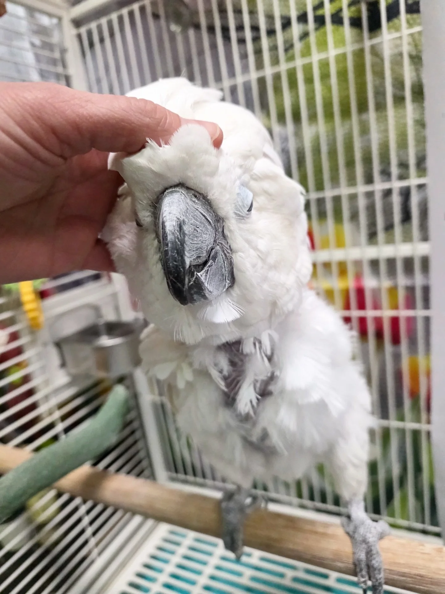 Pure bliss ✨ Daisy, the sweetest umbrella cockatoo, soaking up some love during her foster journey. 

Soon, she&rsquo;ll be spreading joy in her forever home! 🐦❤️