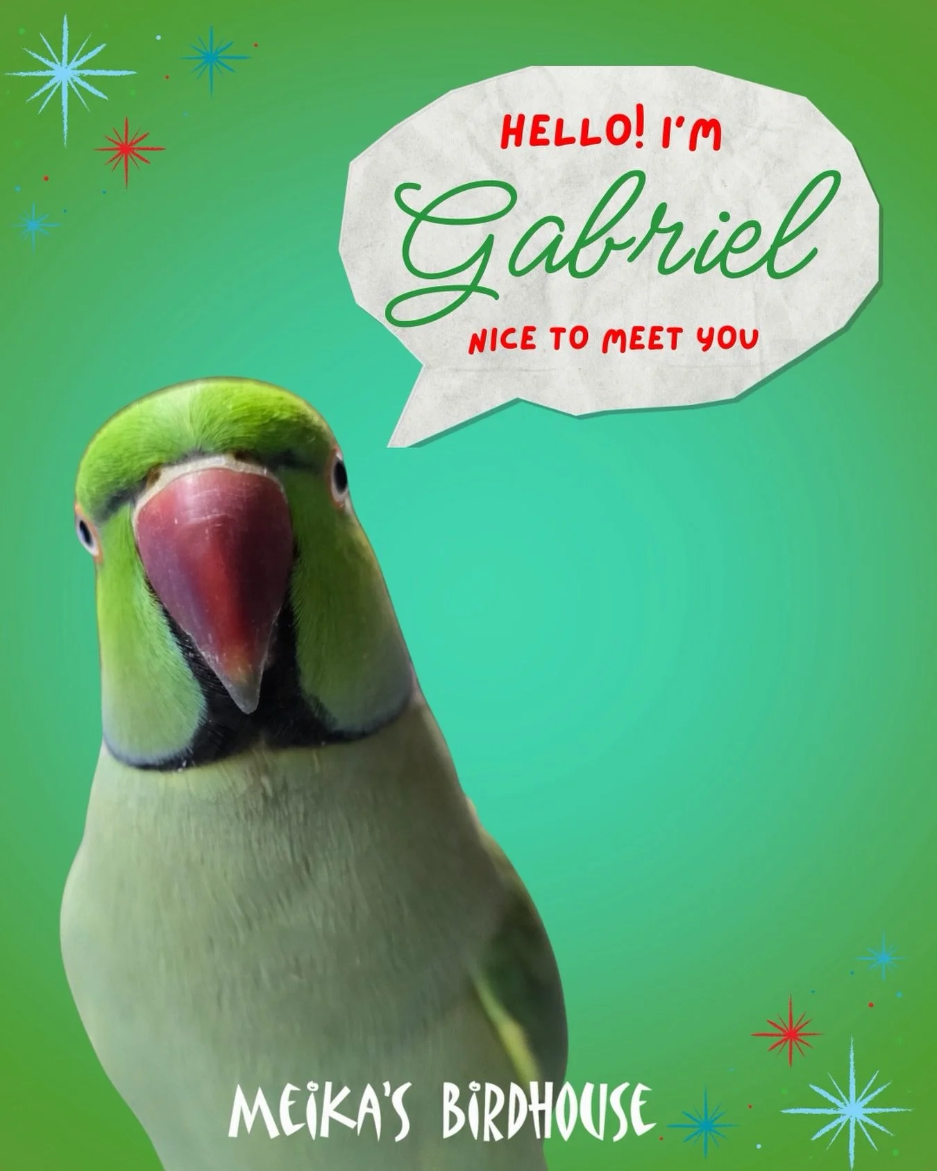 Gabriel the Indian Ringneck &mdash; proof that the most beautiful souls are waiting in shelters.