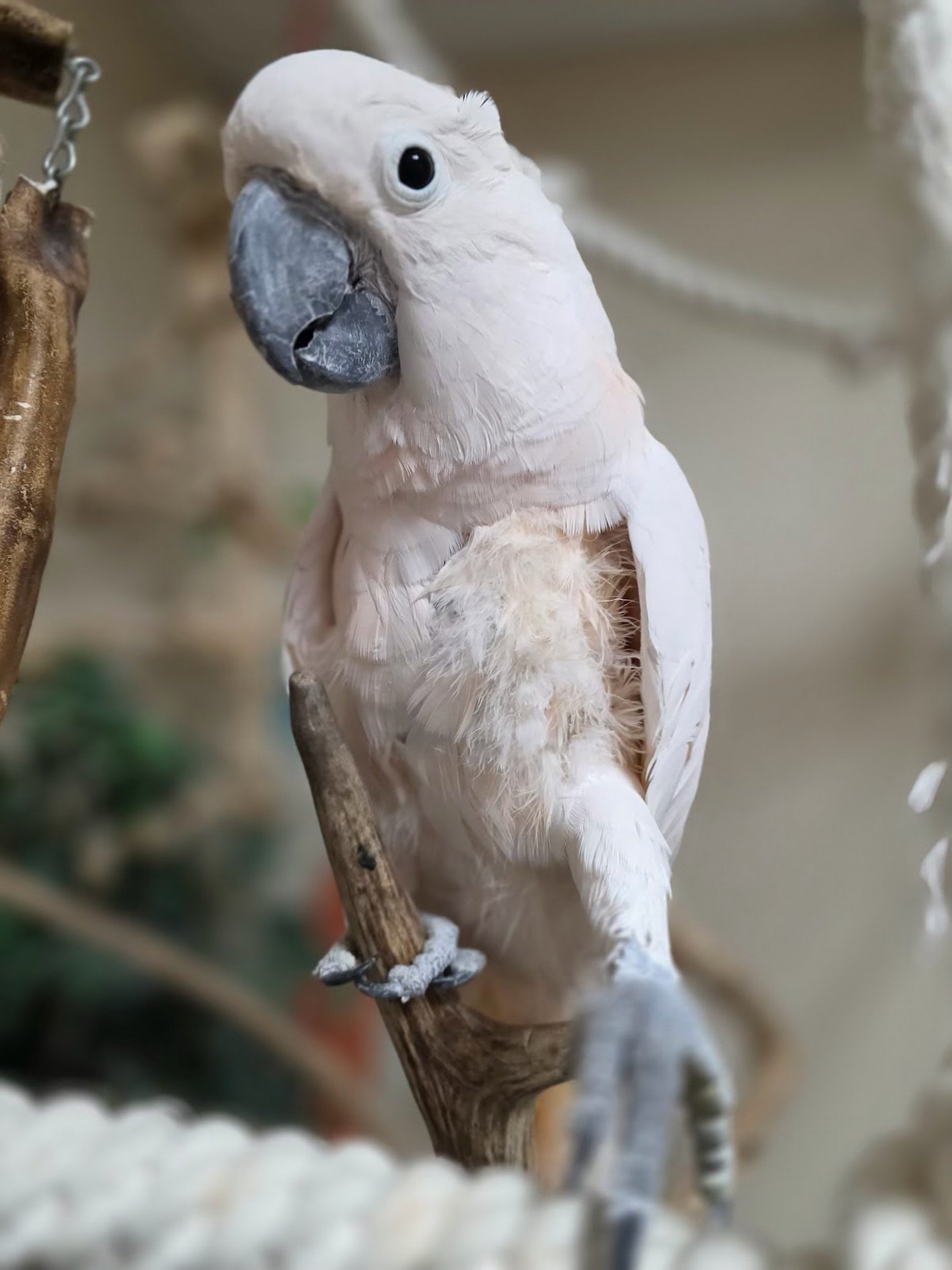 Sam&rsquo;s got style, he&rsquo;s sweet and loud,
A feathery king who draws a crowd!
With peachy plumes and a playful flair,
Life&rsquo;s more fun when Sam&rsquo;s right there! 🦜💕