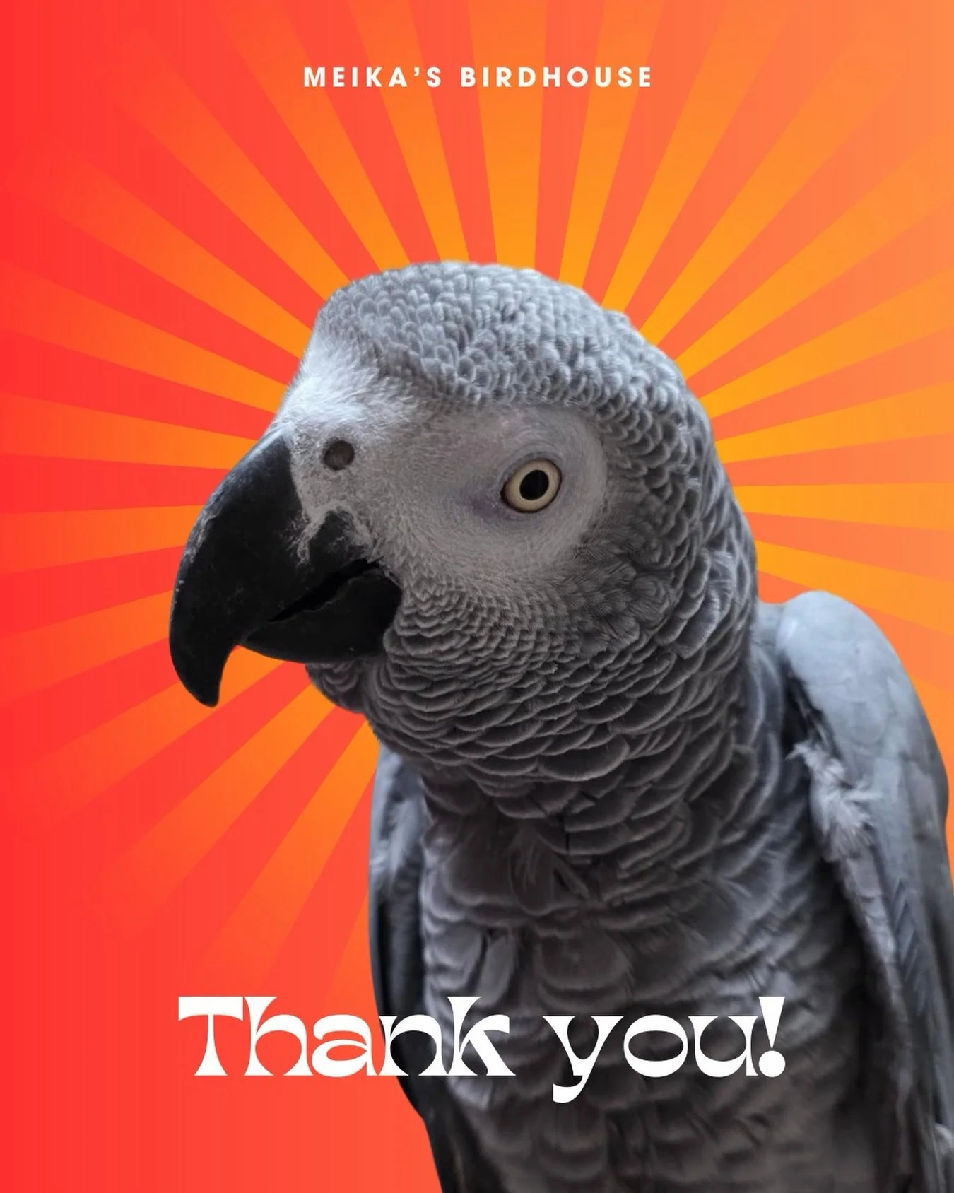We&rsquo;re beyond grateful for your support during the @helpabuddyfund 9 Lives Video Game Marathon. Thanks to YOU, we hit an incredible $4,000 by the deadline!

Your generosity helps us cover monthly food bills and even purchase a brand-new cage for