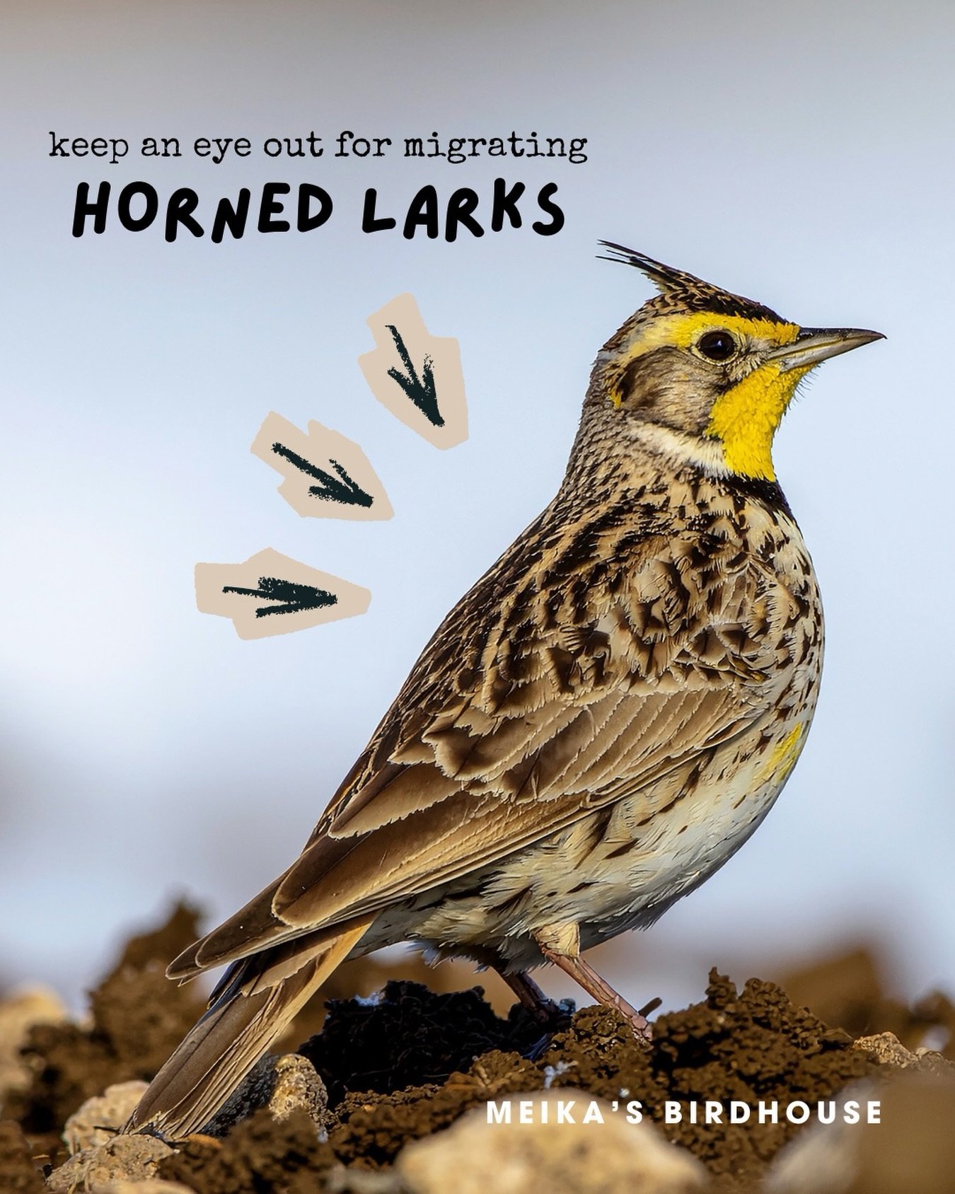 As Horned Larks migrate north, it&rsquo;s the perfect time to spot these beautiful birds! 🌿🐦 Listen for their melodious songs and look for their iconic &lsquo;horns.&rsquo; Catch them along rural roads in Edmonton starting late February or early Ma