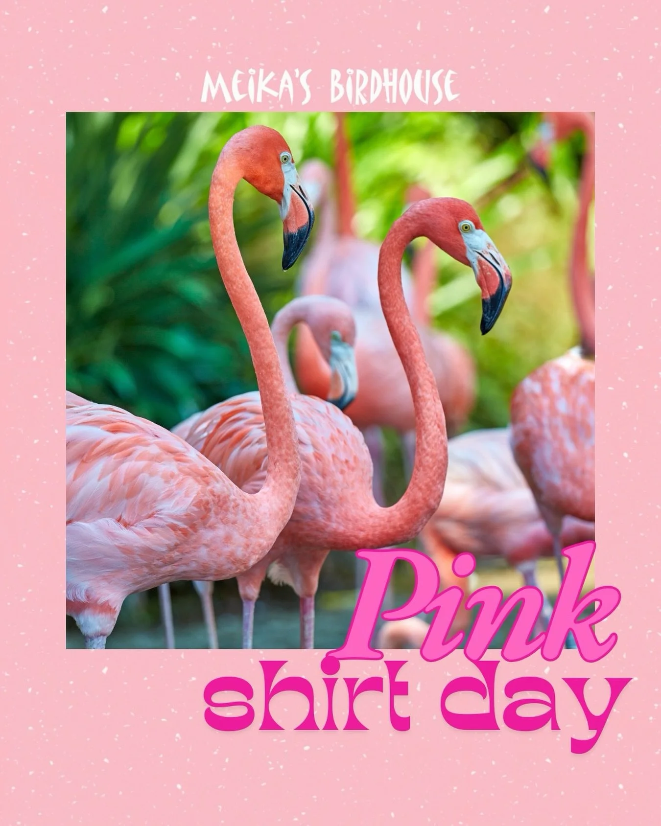 In honour of Pink Shirt Day, we want to celebrate kindness and the most famous pink bird&mdash;the flamingo! 🦩

Did you know flamingoes get their vibrant pink colour from their diet of shrimp and algae? It&rsquo;s a reminder that what we take in&mda