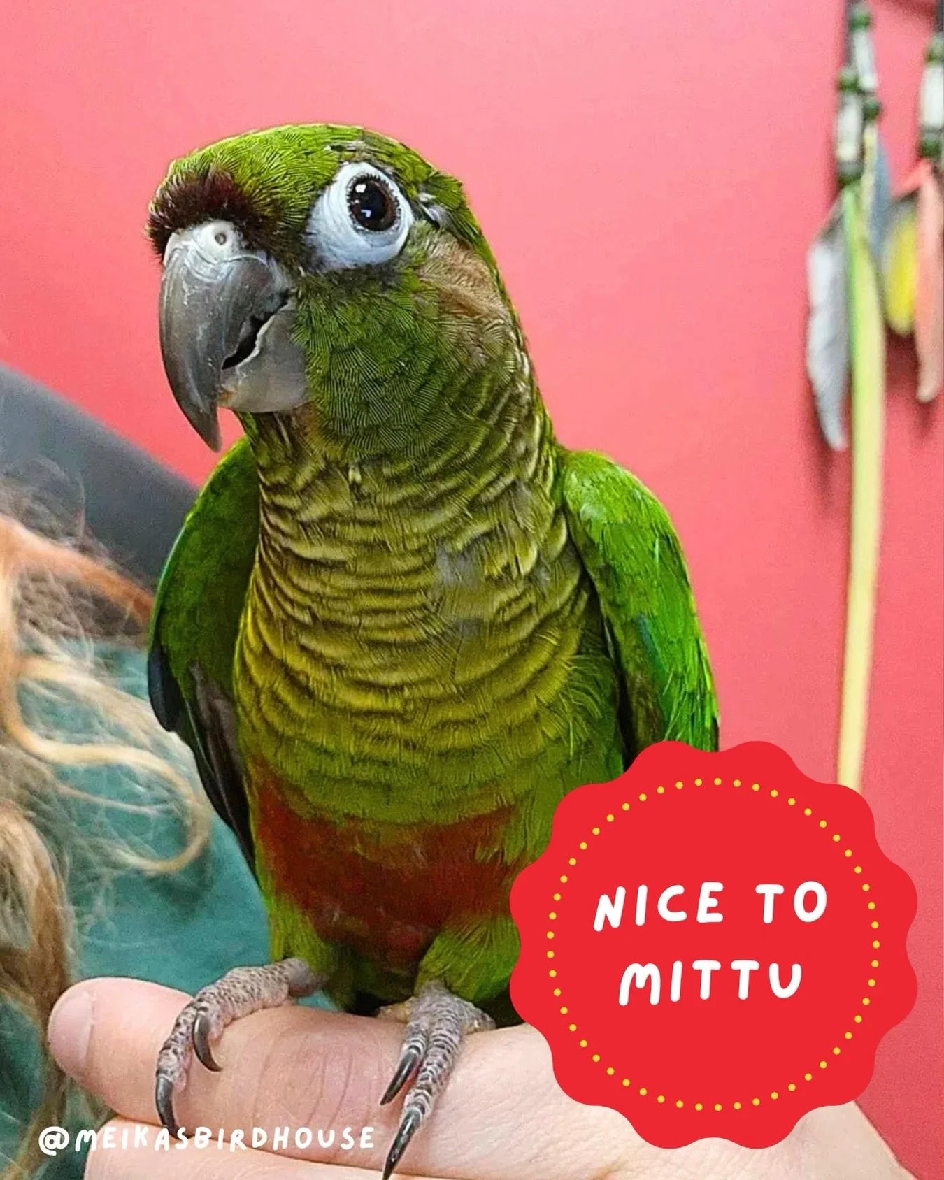 Wanna meet Mittu?

Mittu is a sweet, shy conure who prefers to keep her space when feeling uncomfortable. She&rsquo;s not mean&mdash;she&rsquo;d simply rather fly away from situations that stress her out. A soft-spoken family with minimal stressors w