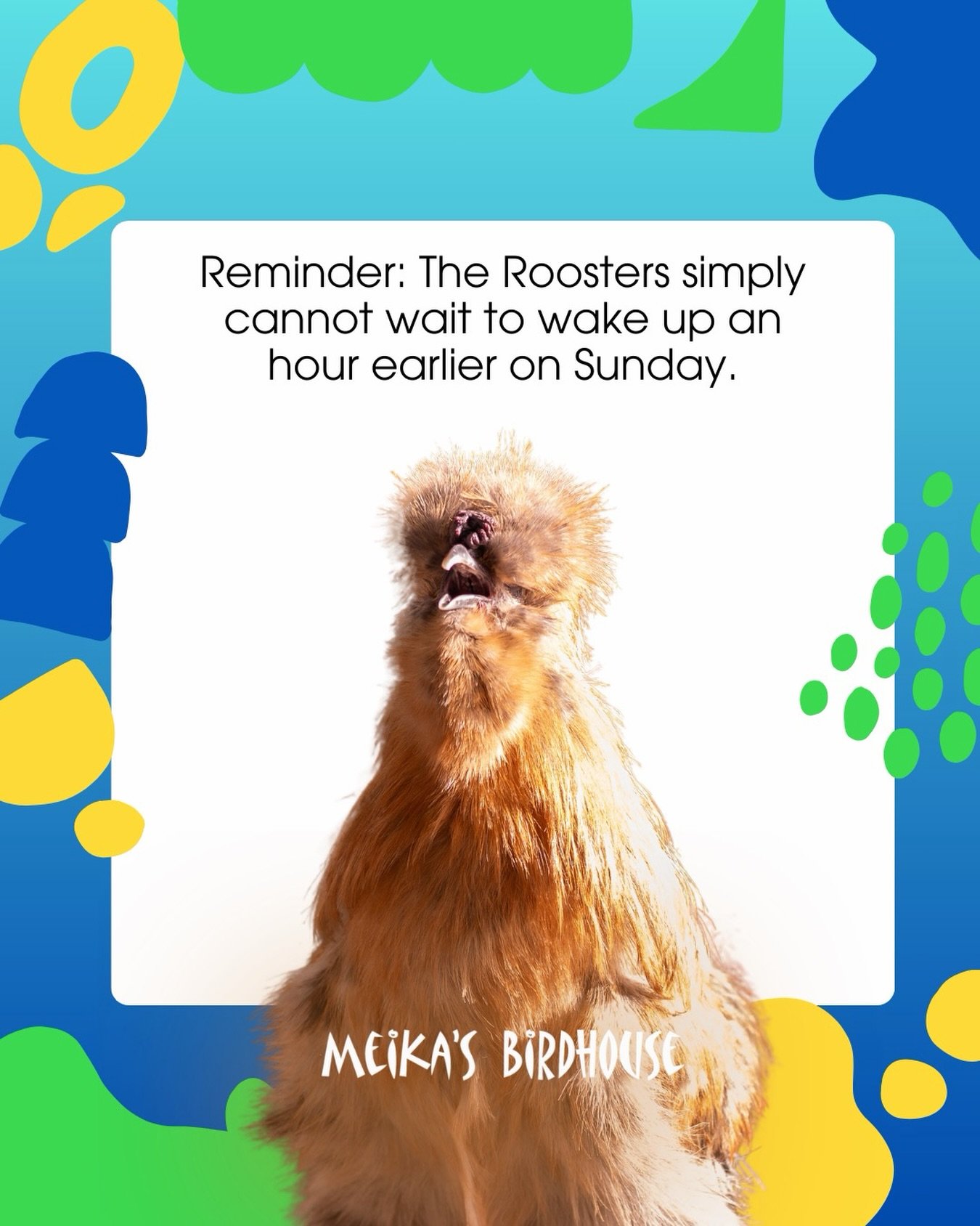 Don&rsquo;t forget to spring forward this weekend! 🐓⏰ 

Roosters are already counting down the hours to their extra-early wake-up calls. Are you ready for the morning concerts?