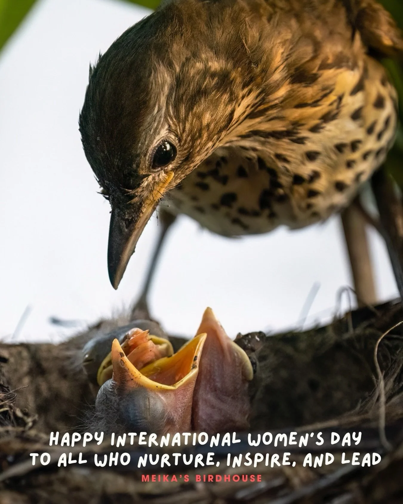 This International Women&rsquo;s Day, Meika&rsquo;s celebrate all the amazing women who embody care, strength, and compassion &ndash; just like the mama birds who nurture and protect their flocks. Whether human or feathered, your love creates stronge