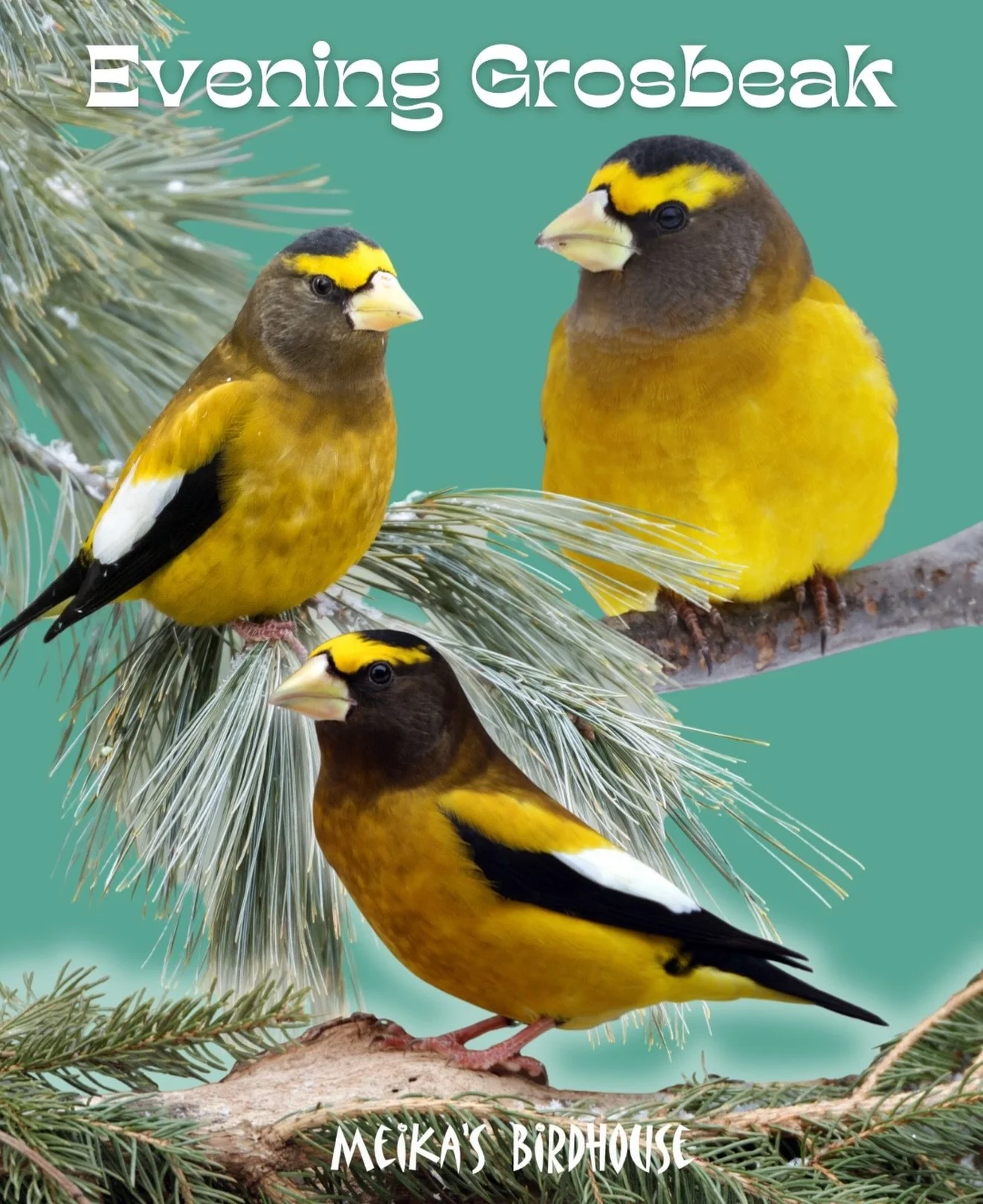 Let&rsquo;s talk about the Evening Grosbeak! 🐦✨ These medium-sized finches, recognizable by their bold yellow plumage, striking white wing patches, and thick, conical beaks, are truly a sight to behold. 

Found primarily in North America, Evening Gr