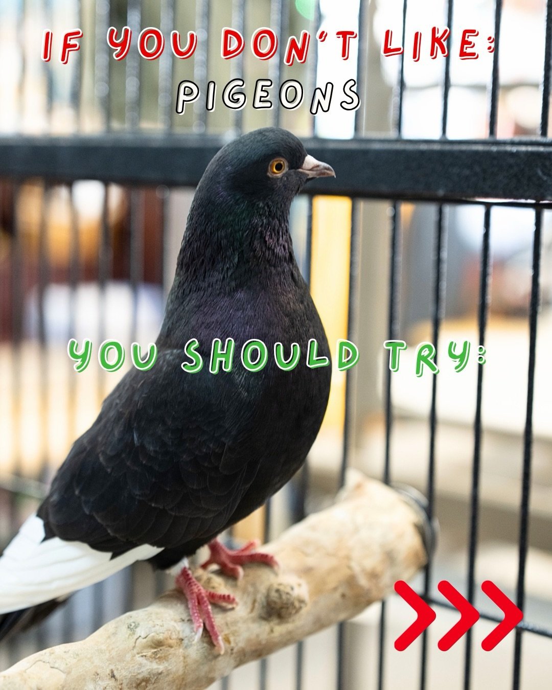 We don&rsquo;t stand for any pigeon slander here. These gentle, intelligent birds deserve far more appreciation than they get! 

Why Pigeons Make Great Pets:

🐦 Unwavering Loyalty: Pigeons form strong bonds with their humans and can become incredibl