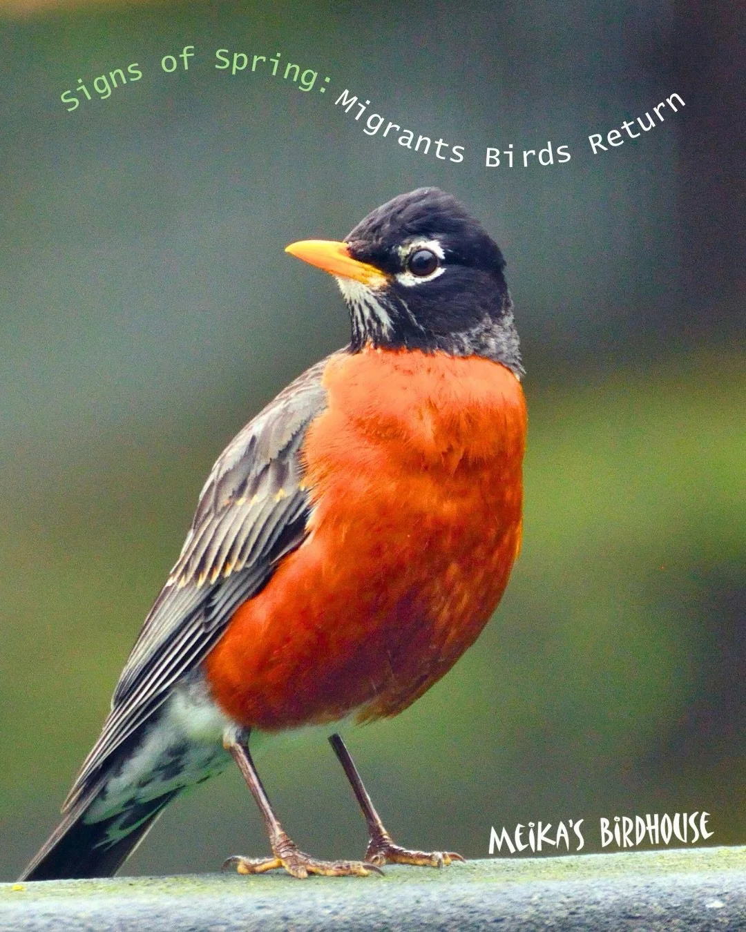 Today is the first day of spring! Typically in late March, Edmonton and area starts to see the first wave of spring migrants. 

Look out for:

💚 Canada Geese &ndash; Their honking signals winter&rsquo;s end as they return in formation.

💚 American 