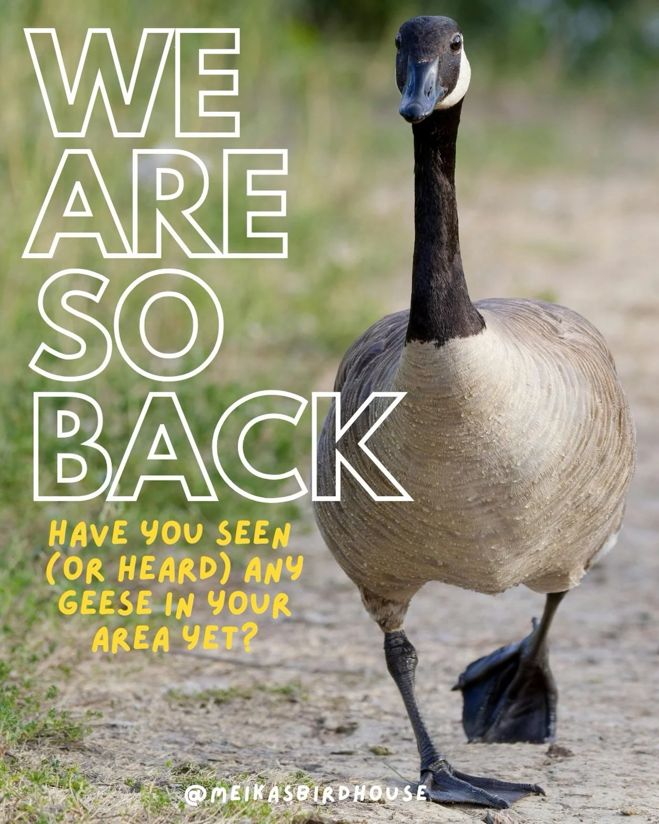 Have you heard it yet, the familiar honk of the geese returning? A sure sign that change and renewal are in the air. 

Fun Fact: Did you know geese often fly in a &ldquo;V&rdquo; formation to conserve energy? This teamwork helps them travel thousands