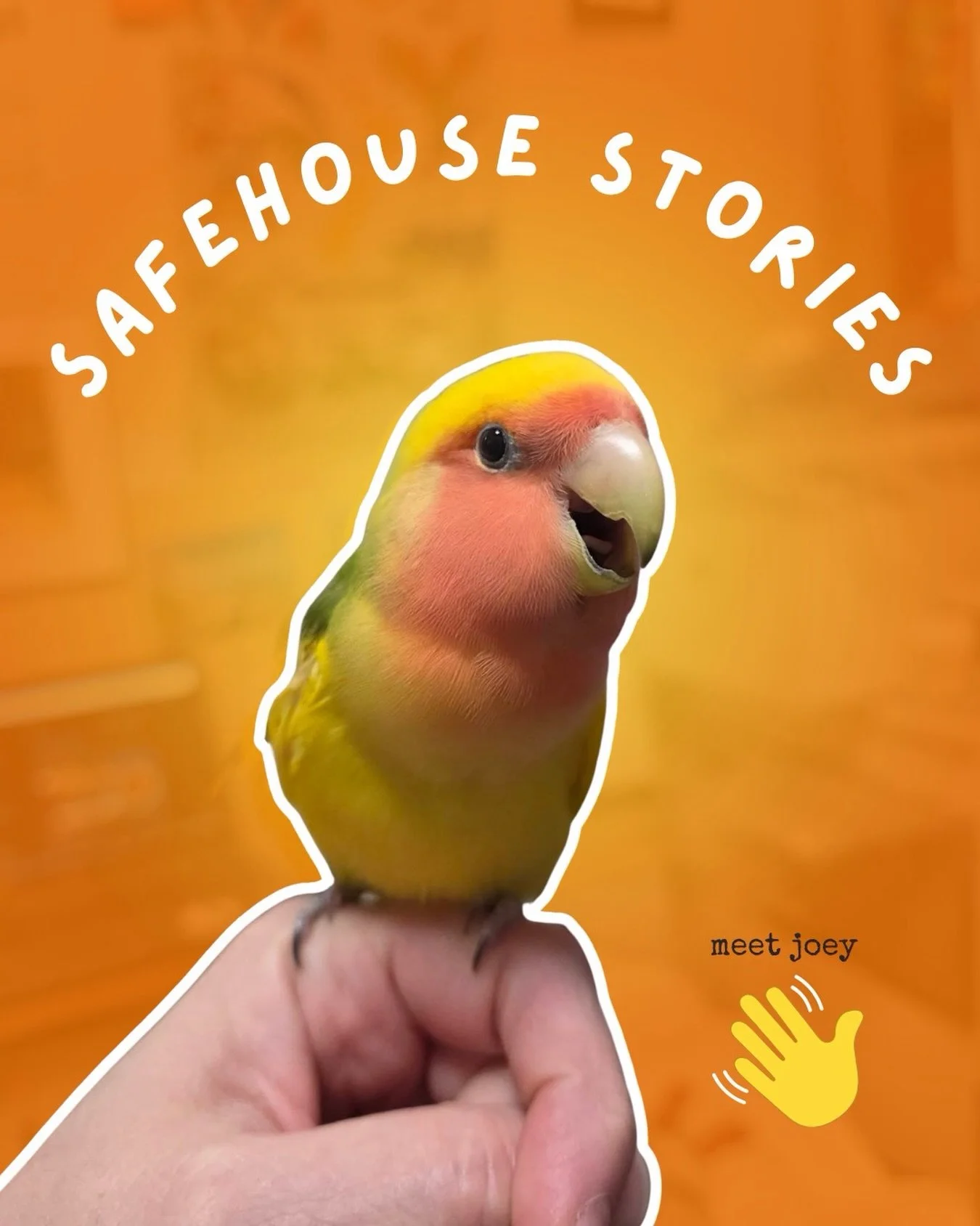 This is Joey 💛 A sweet little lovebird that came into our care last weekend and has been such a trooper while recovering from inflammation on his wing. After some TLC&mdash;including oral medication and topical treatment&mdash;his wounds are healing