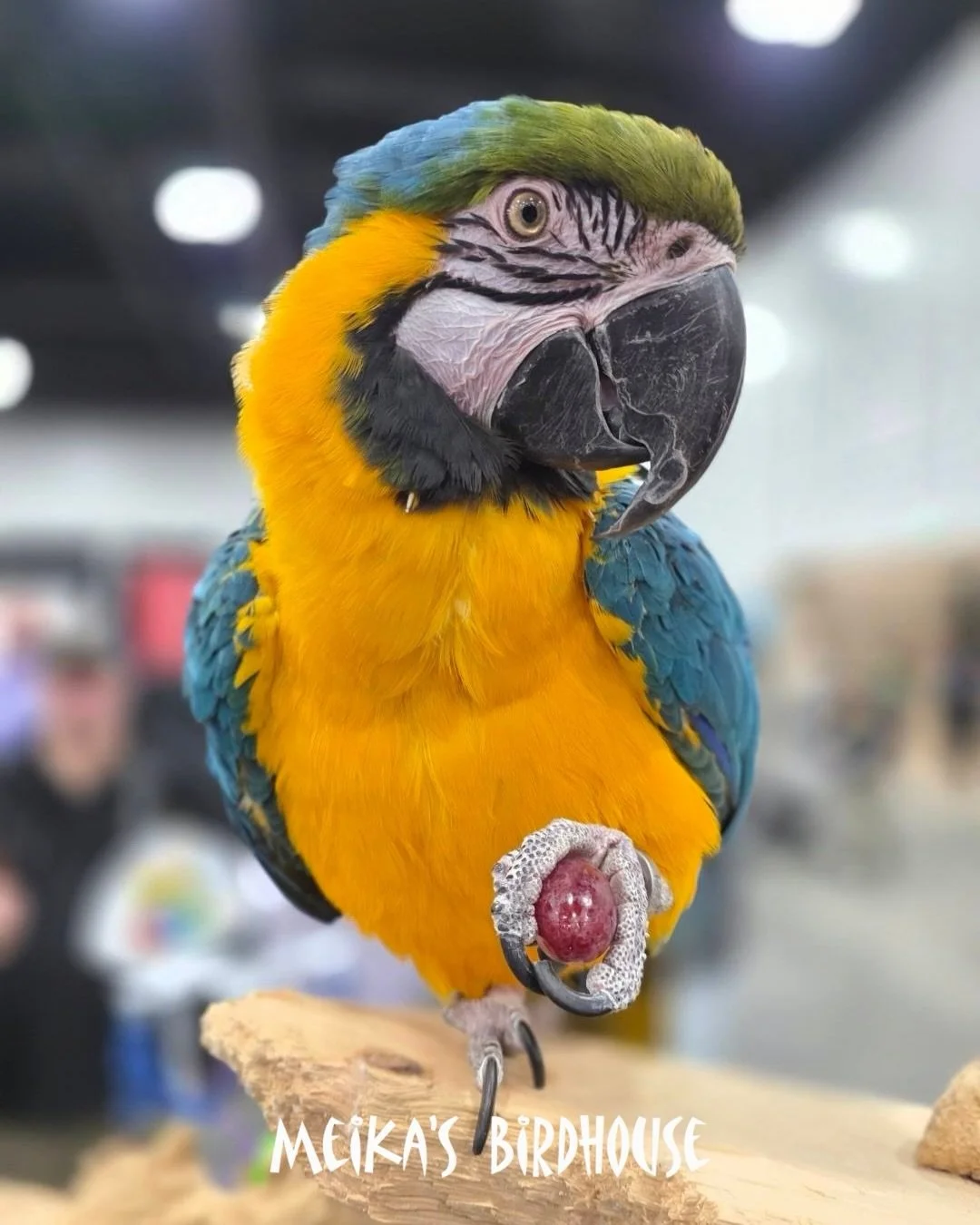 As we head into the long weekend, we just want to take a moment to reflect and say thank you. 

We&rsquo;re still buzzing from the excitement of the 2026 Parrot Show last month! With over 1,000 attendees, it was an incredible event, and we&rsquo;re s