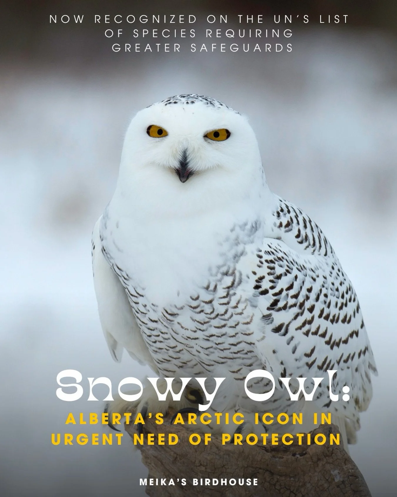 Important News for Alberta: The Snowy Owl, a beloved symbol of Alberta&rsquo;s natural beauty, has been added to the United Nations&rsquo; list of species requiring greater international protections as of March 30, 2026.

These stunning birds&mdash;n