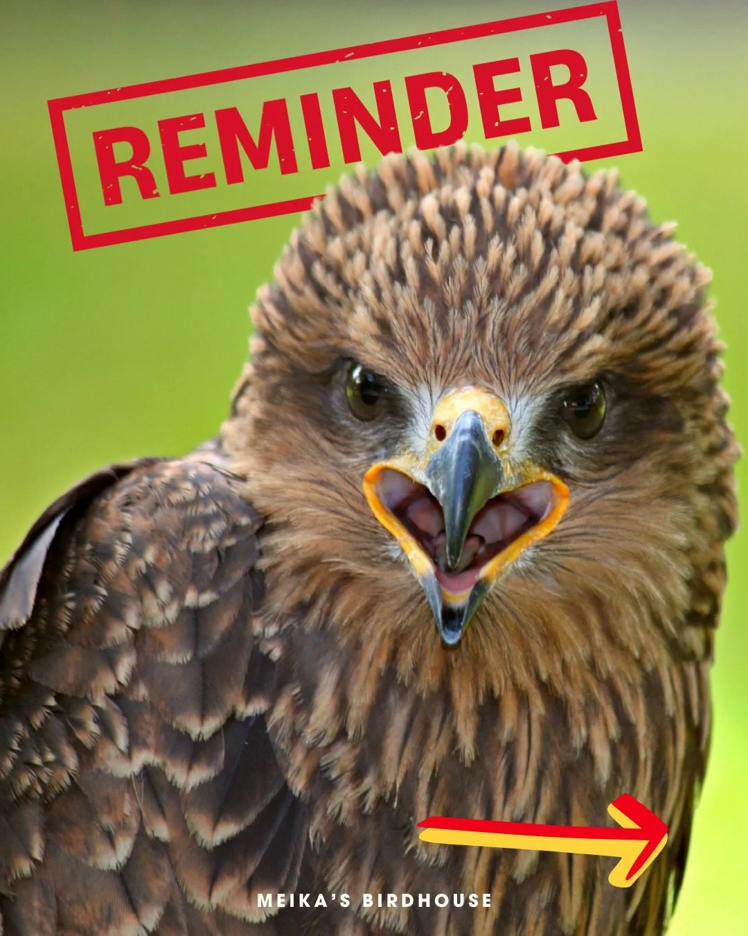 Did you know rodent poison doesn&rsquo;t just kill rats and mice? These toxins can harm birds of prey like hawks, owls, and eagles that help control rodent populations naturally. 🦉🐦

By using safer, non-toxic pest control methods, we can protect ou