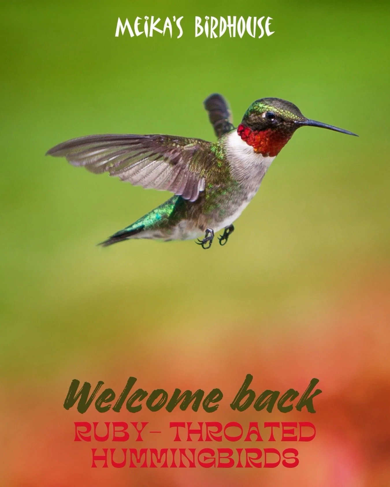 Ruby-Throated Hummingbirds will be here soon! 🐦

Now with the weather above zero, this weekend is the perfect time to start putting your feeders out to welcome them back. Need help with your setup or have questions? Stop by Meika&rsquo;s&mdash;We&rs