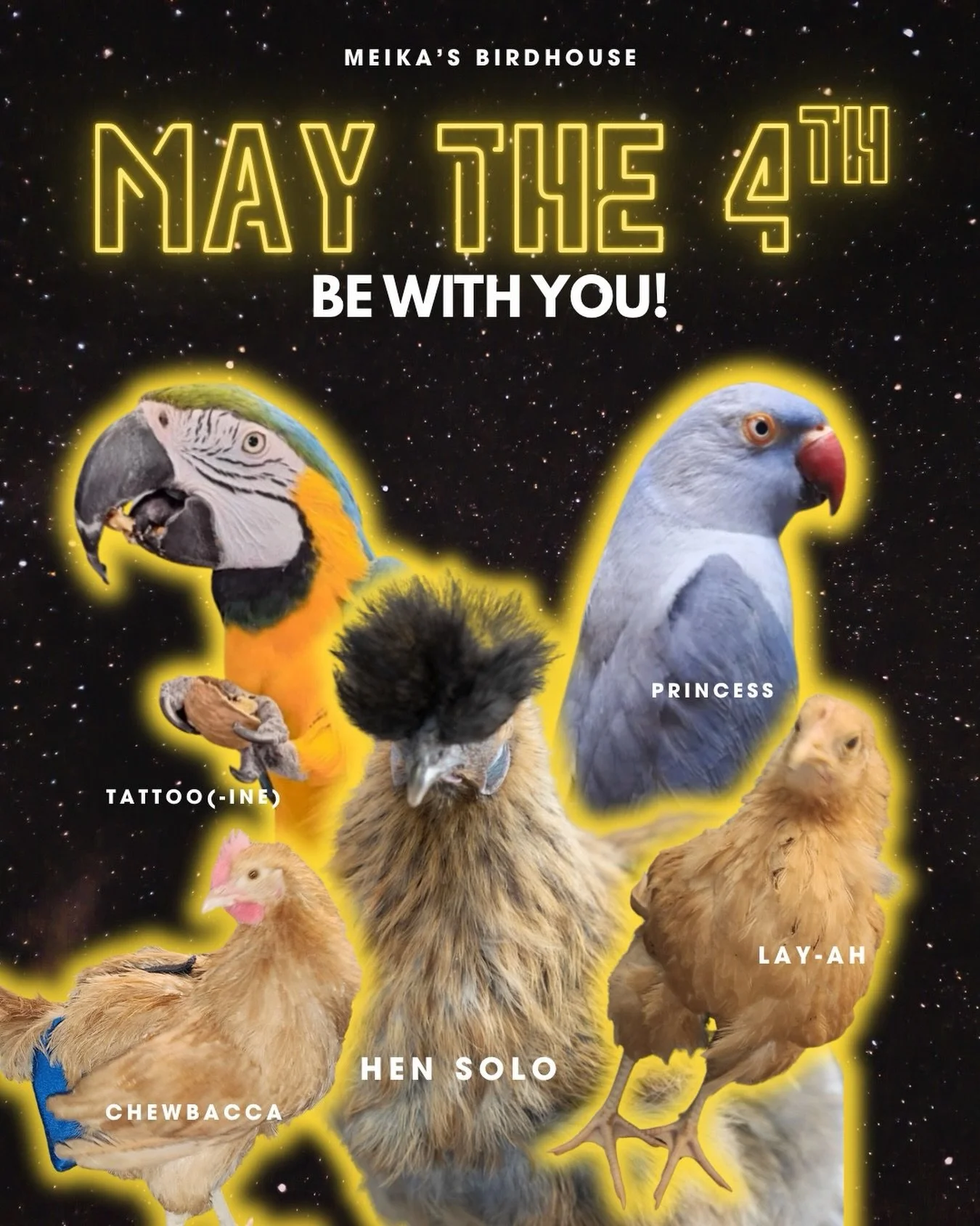 May the 4th Be With You! 🚀💫

Hen Solo, Lay-ah, and Chewbacca (our favourite feathered Jedi chickens), along with Princess the Indian Ringneck and Tattoo(-ine) the Blue and Gold Macaw, are celebrating Star Wars Day in galactic style! 🐔🦜

 Have a s