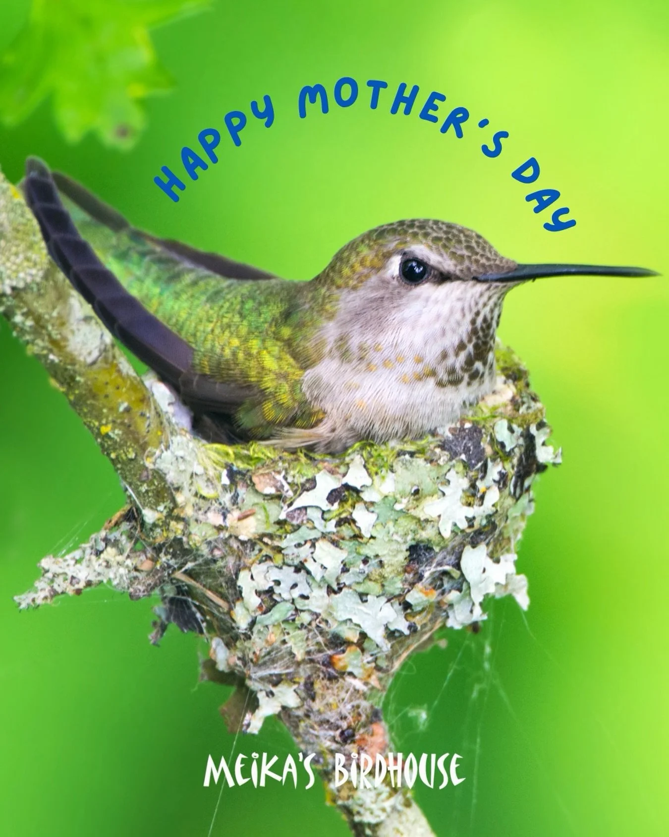 🌸 Happy Mother&rsquo;s Day! 🌸

Let&rsquo;s take a moment to admire the tiny yet mighty hummingbird moms! 🐦💛 These incredible mothers craft nests about the size of a walnut shell, weaving together soft materials like moss and spider silk with care