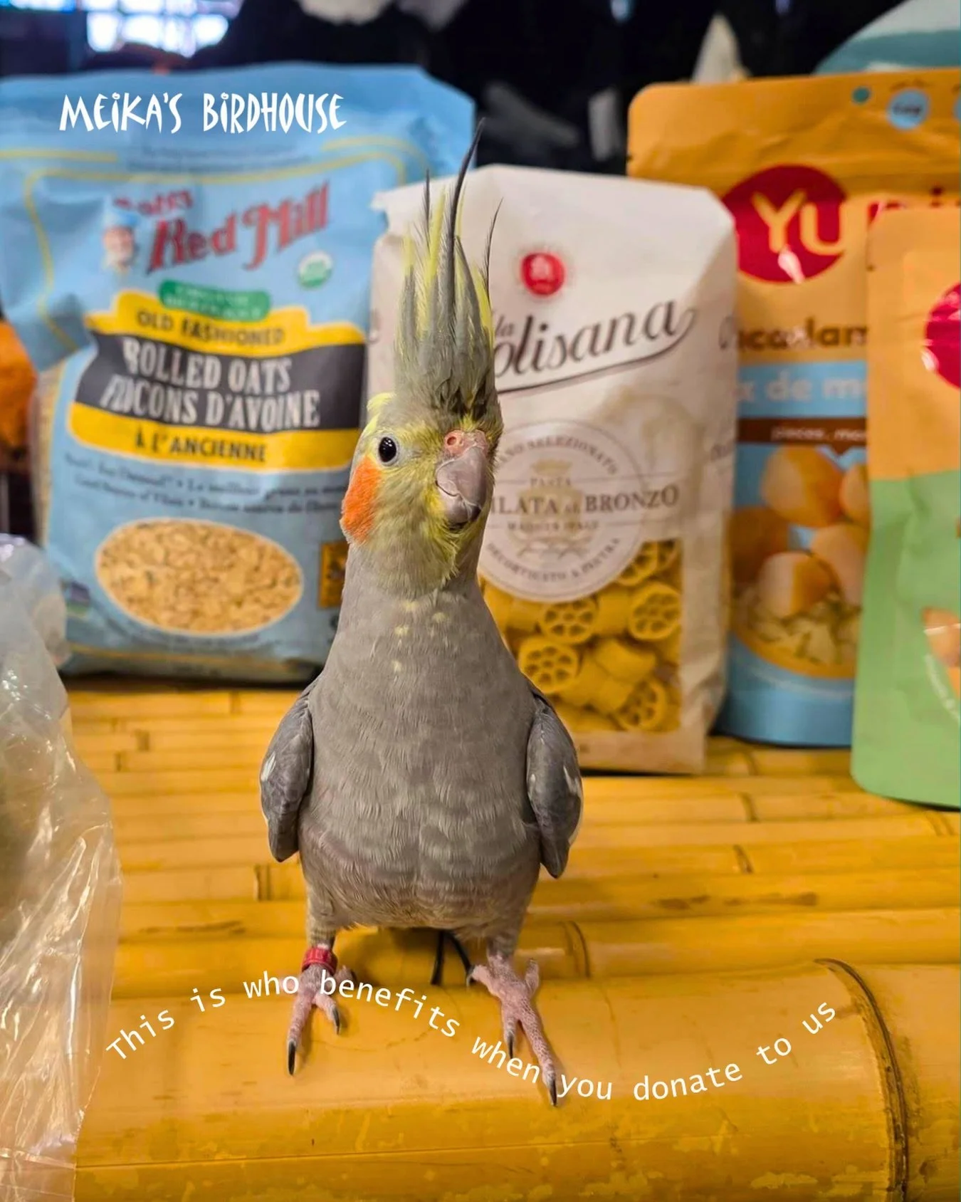 A heartfelt THANK YOU to everyone who recently purchased items from our Amazon wish list! Your generosity helps us provide top-notch care for the birds at Meika&rsquo;s Safehouse. 

As we work through exciting renovations to improve our shelter, we&r