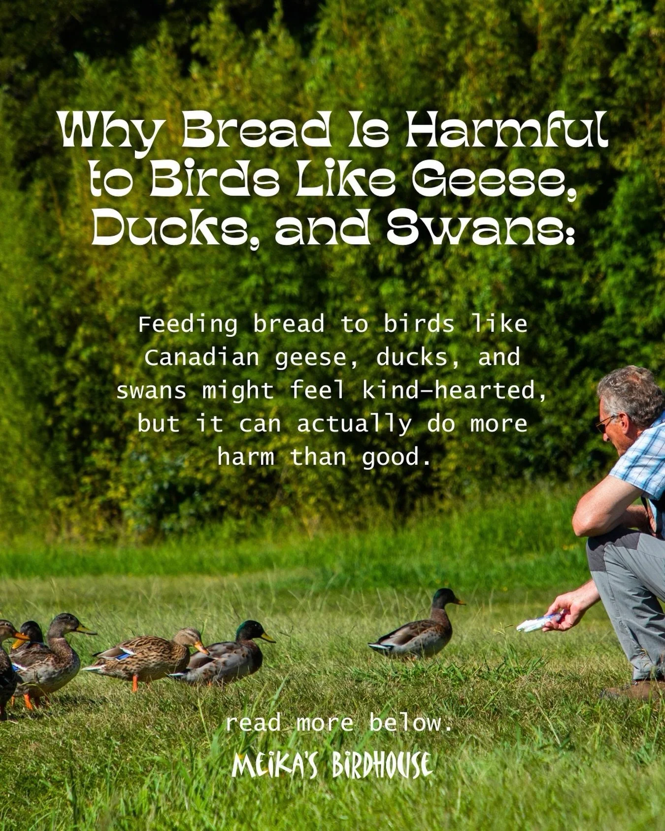 Think feeding geese, ducks, or swans bread helps them? It actually harms their health&mdash;bread fills birds with empty carbs, leads to malnutrition, and can cause illnesses like &ldquo;&rdquo;angel wing,&rdquo;&rdquo; preventing flight. 

It also p