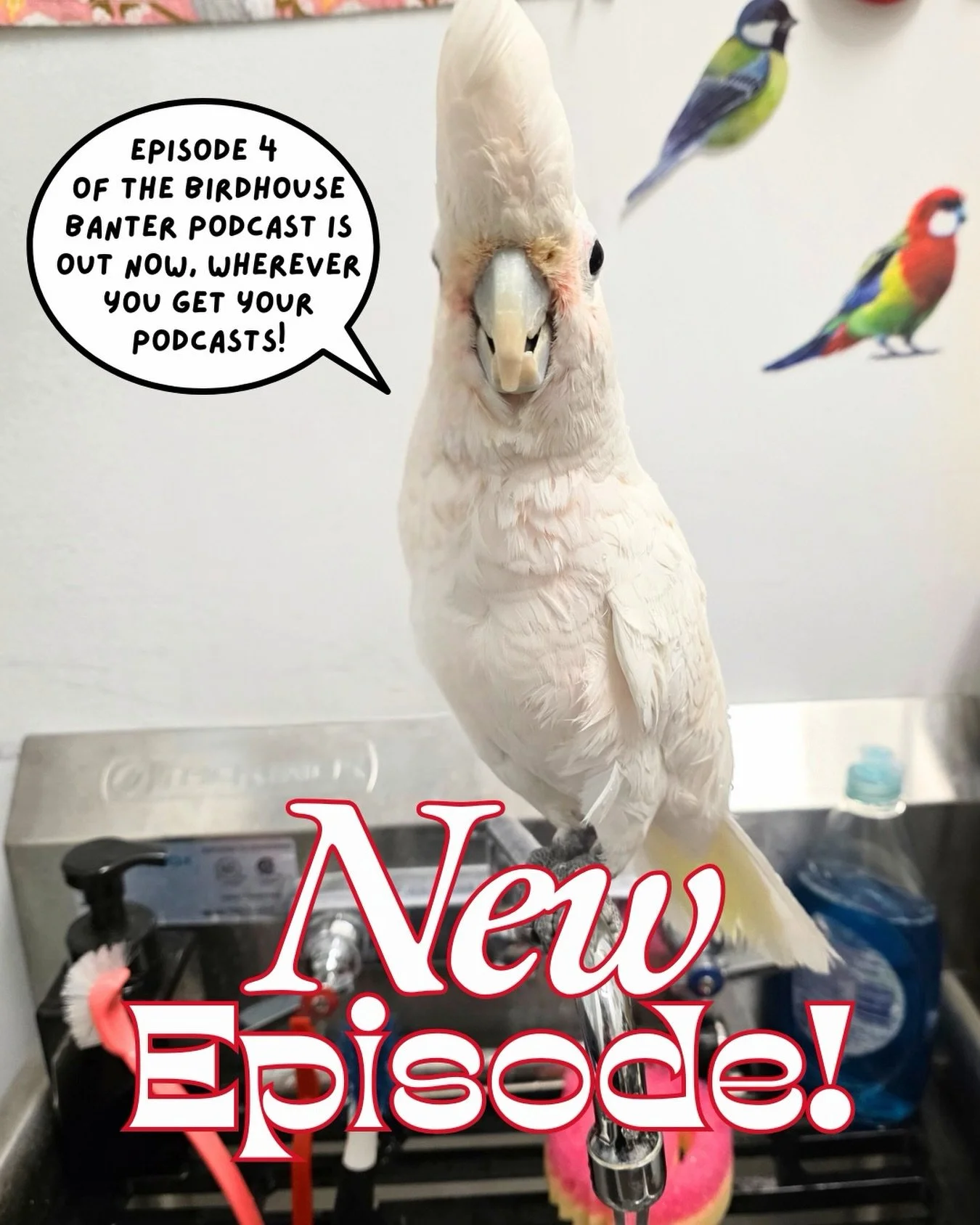 Our friend Dirby, the Goffin&rsquo;s Cockatoo likes to listen to The Birdhouse Banter Podcast while they play in the sink.

Where do you like to listen? Episode 4 is out now!