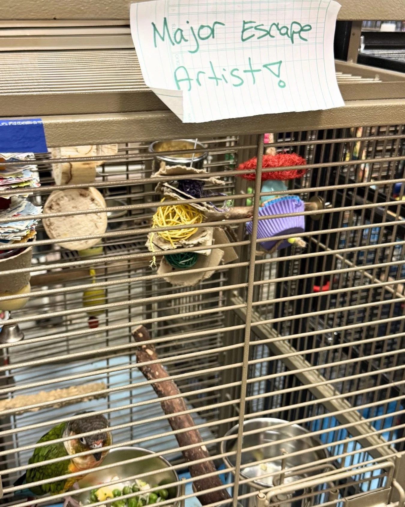 Who can relate to having a feathery Houdini in the house? 🦜🙈 

Birds are curious, clever, and sometimes a little too adventurous, making escapes all too common. It&rsquo;s important to take precautions every time you open their cage to keep them sa
