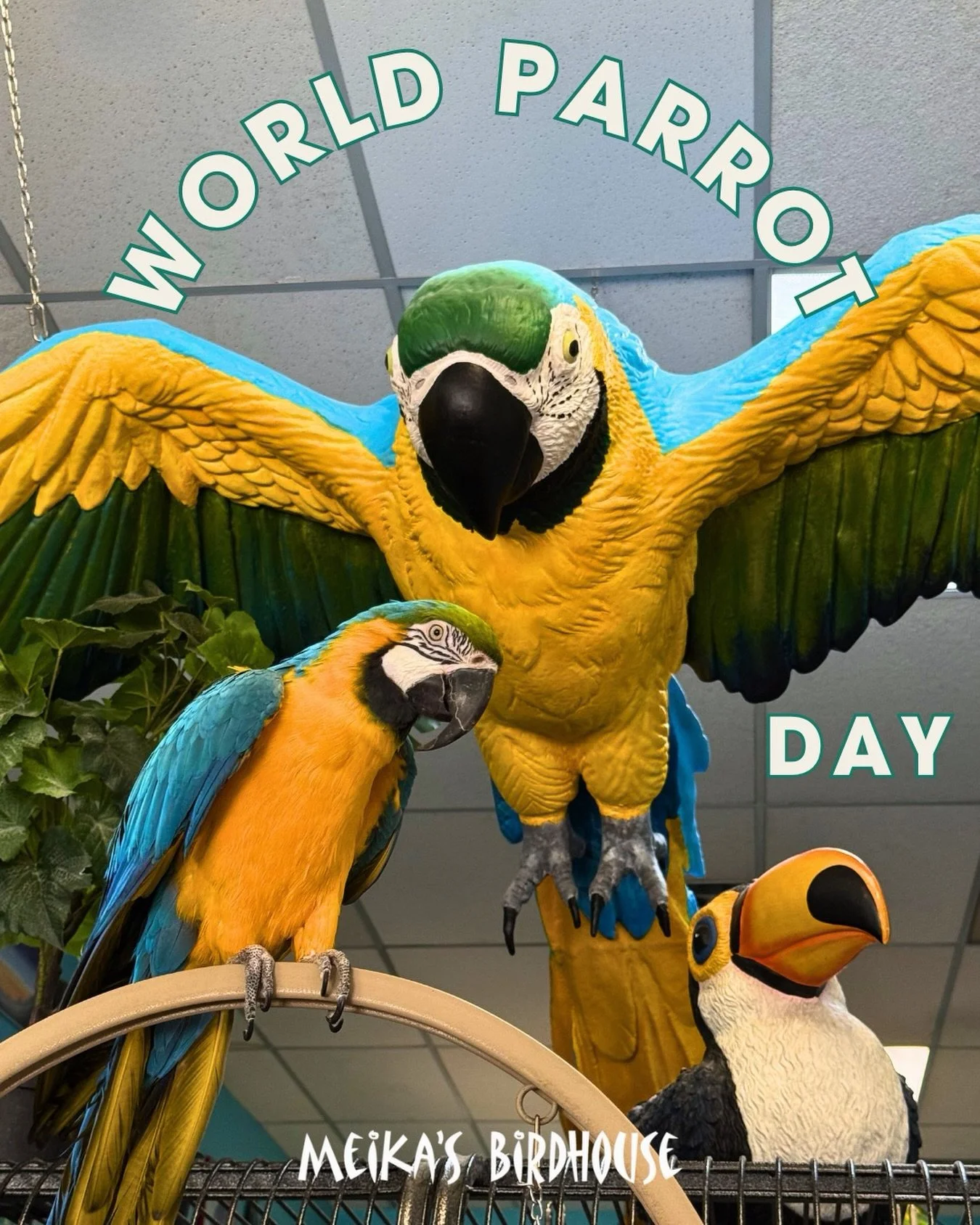 Happy World Parrot Day! 🦜🌍 Today, we celebrate the beauty, intelligence, and vibrant spirit of these magnificent creatures who bring so much joy into our lives. But while we admire their charm, it&rsquo;s crucial to remember that many parrot specie
