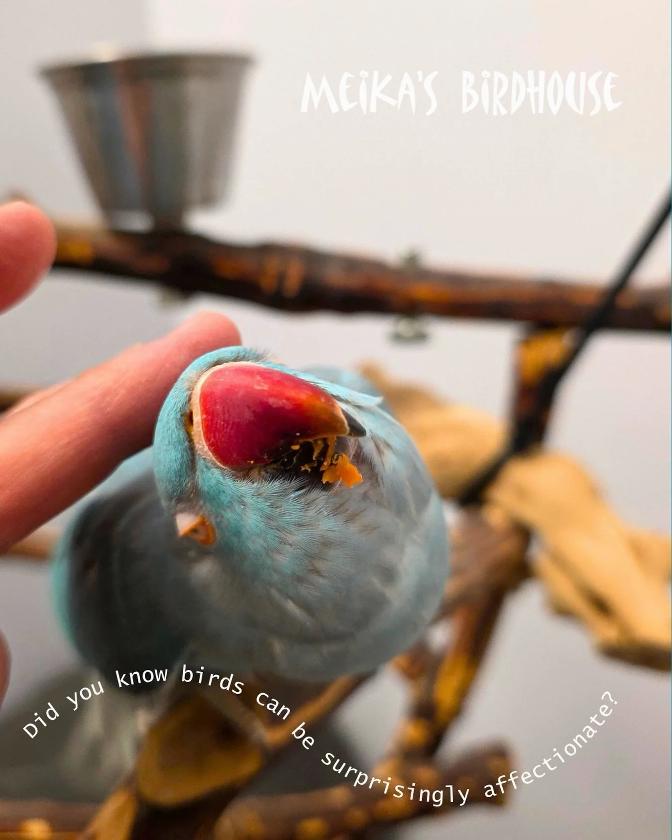 A lot of people are surprised to learn just how affectionate birds can be! On a rainy weeks like this, there&rsquo;s nothing better than cuddling up with your feathered friend. Here&rsquo;s Stella, a super sweet indian ringneck, enjoying some well-de