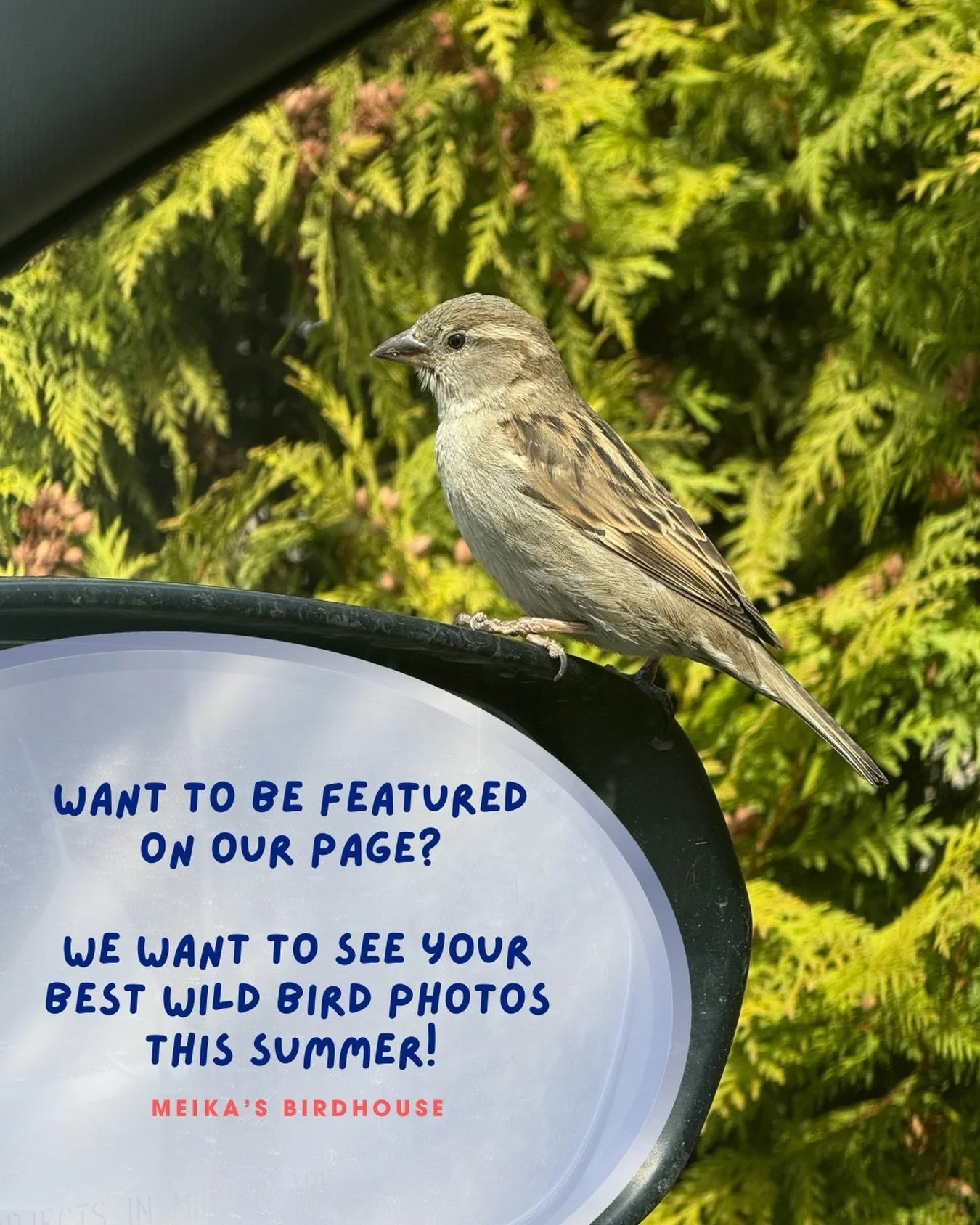 Want to be featured on our page? We want to see your best wild bird photos! 🐦 No sparrow too small, no magpie too mischievous 🖤 

DM or comment your snaps&mdash;we&rsquo;re ready to share the bird love! 

Like this lil cutie who was trying to hitch