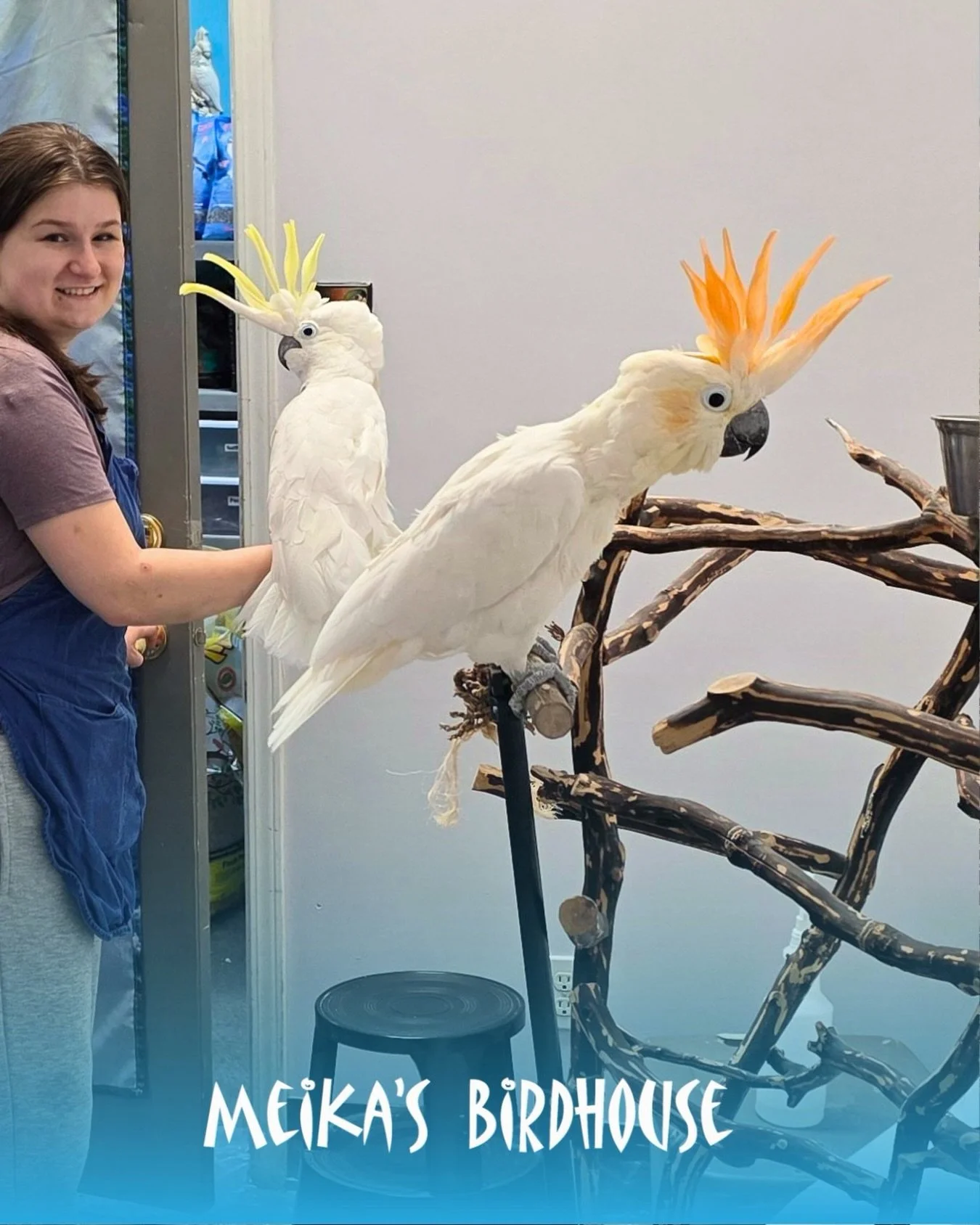 What&rsquo;s better than one cockatoo? Or should we say... cocka-TWO? 

And don&rsquo;t forget Olivia, adding even more charm to the Cockatoo Crew.