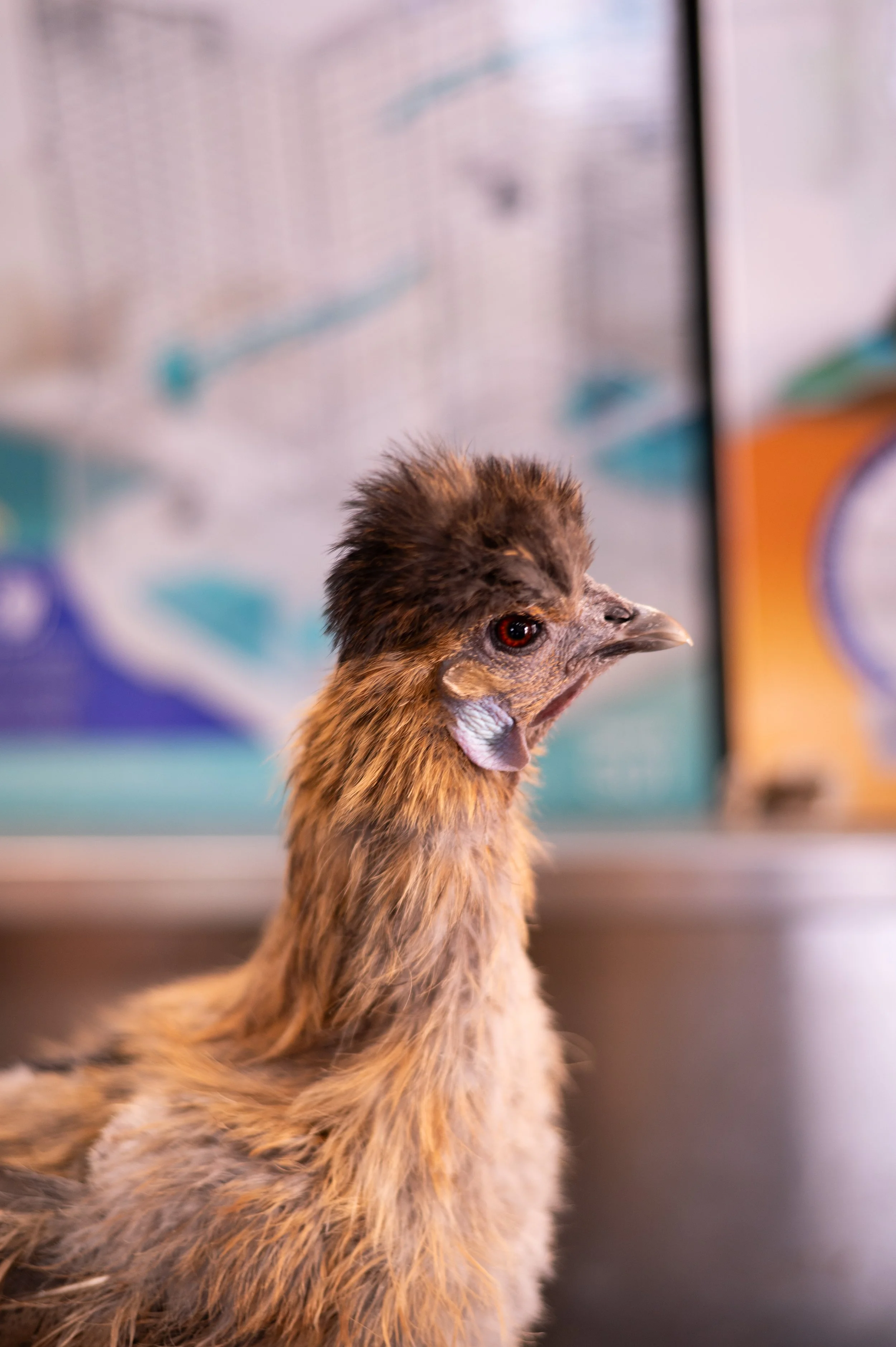 Silk Chicken