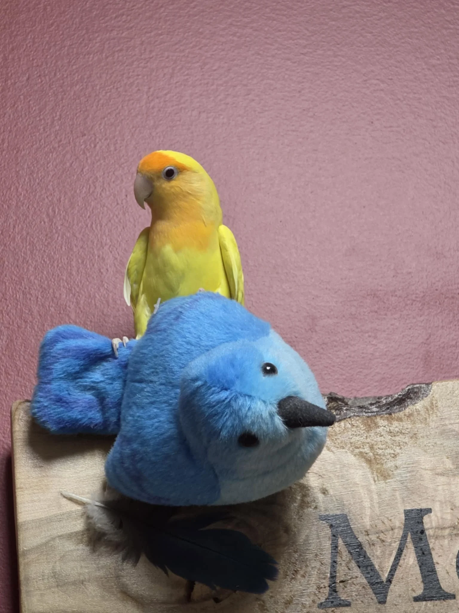 tweetyss5.jpg