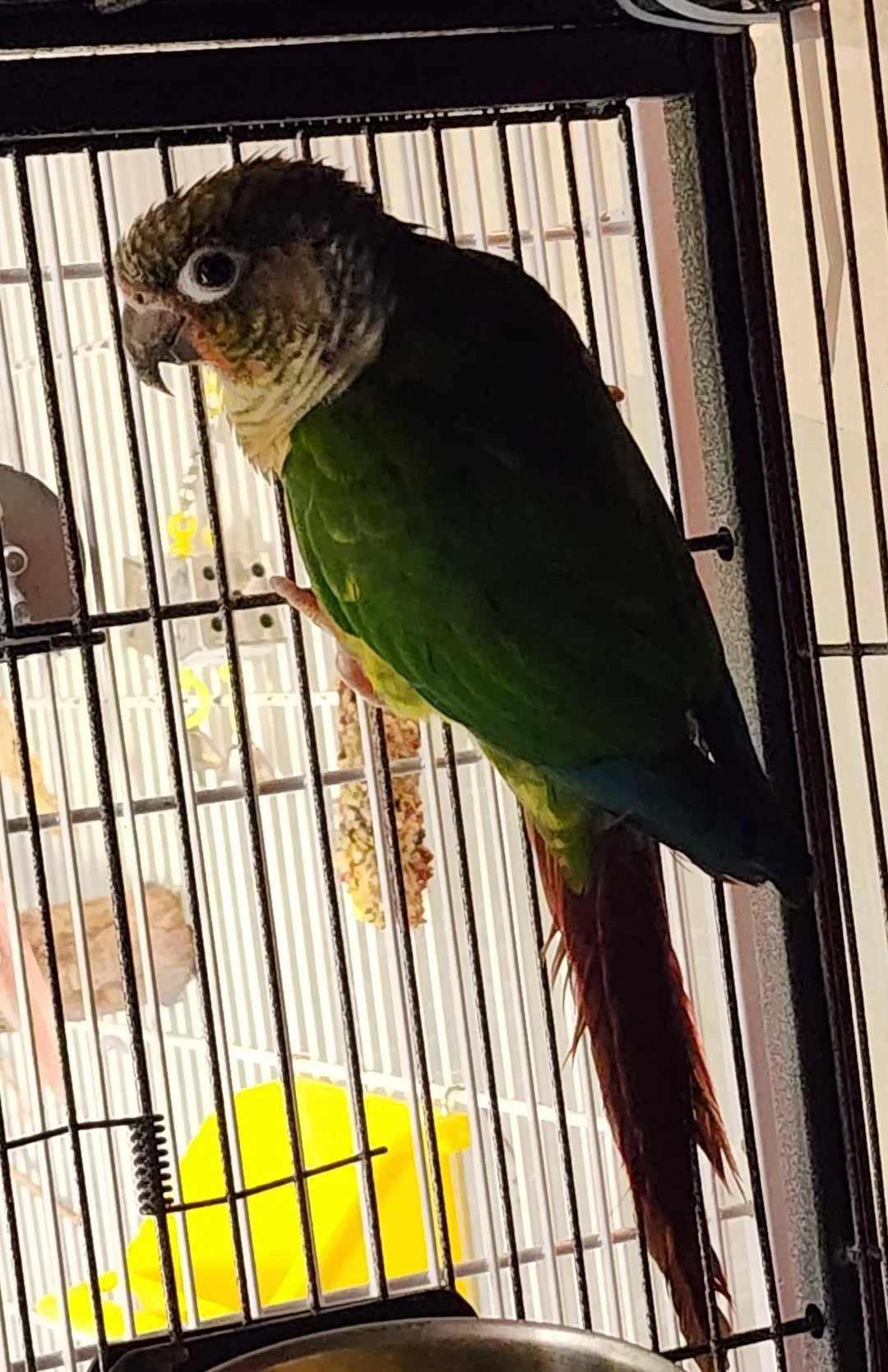 accc conure.jpg