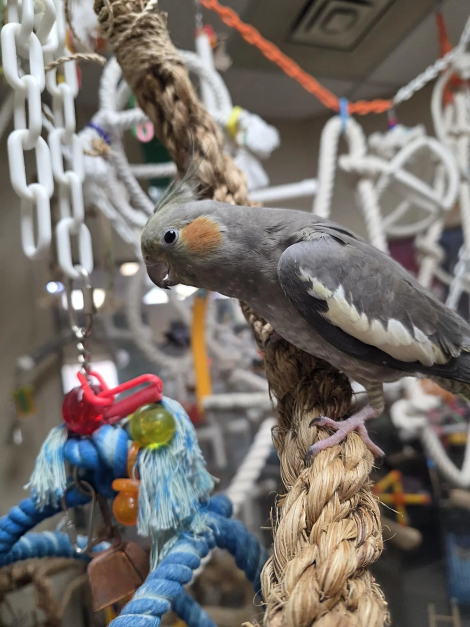 birbyss6.jpg