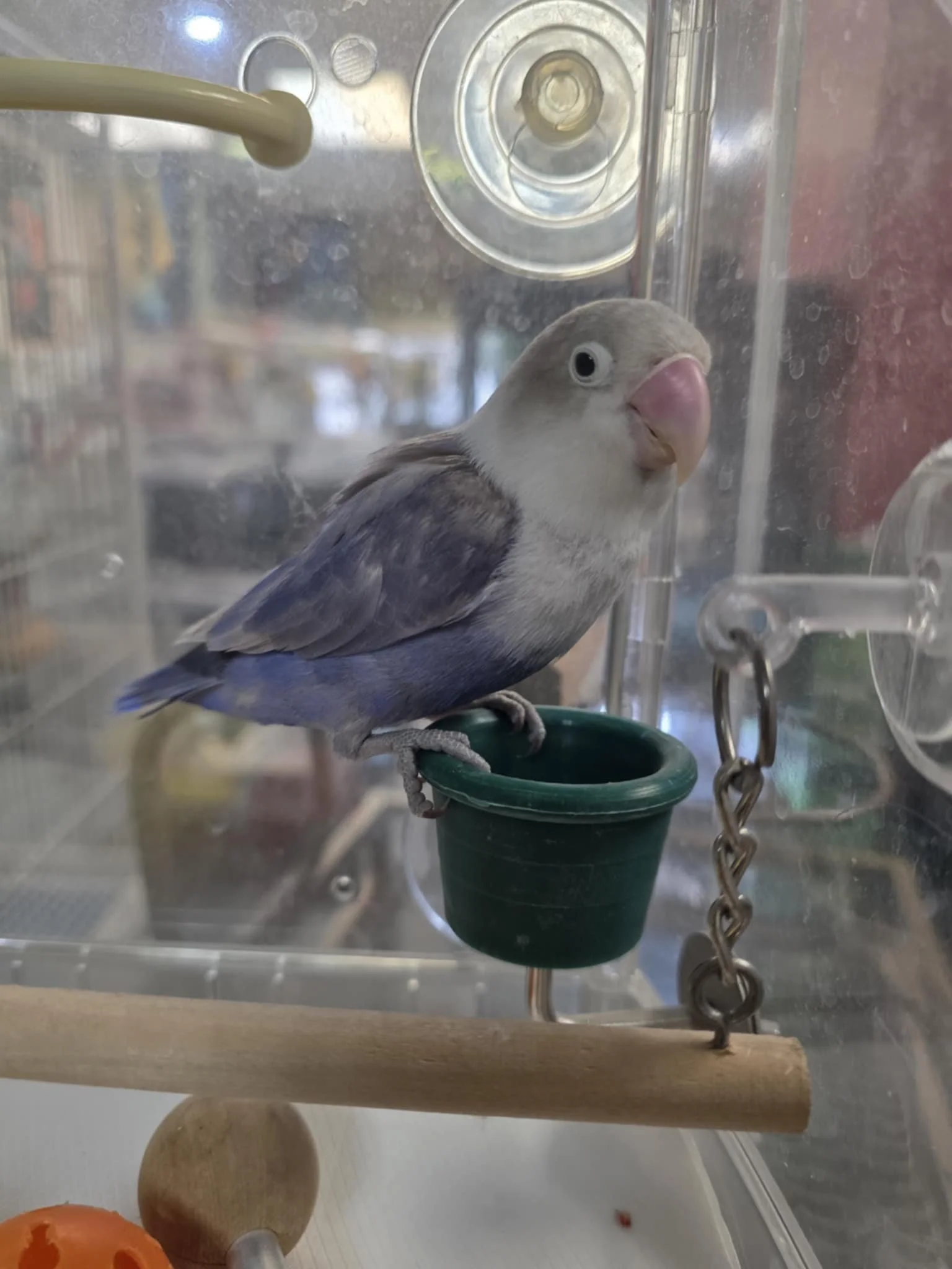 blueberry ss2.jpg