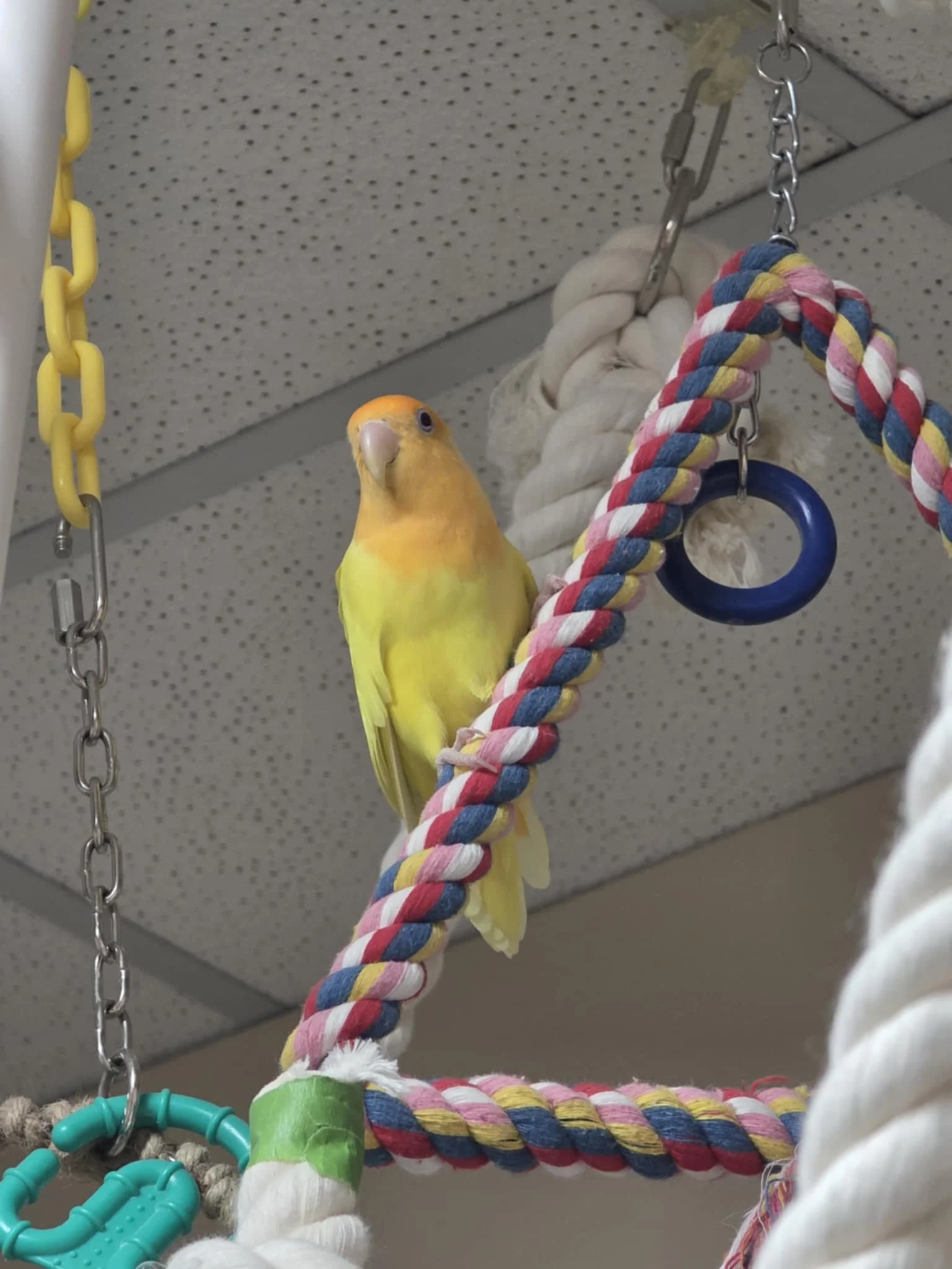 Tweetyss1.jpg