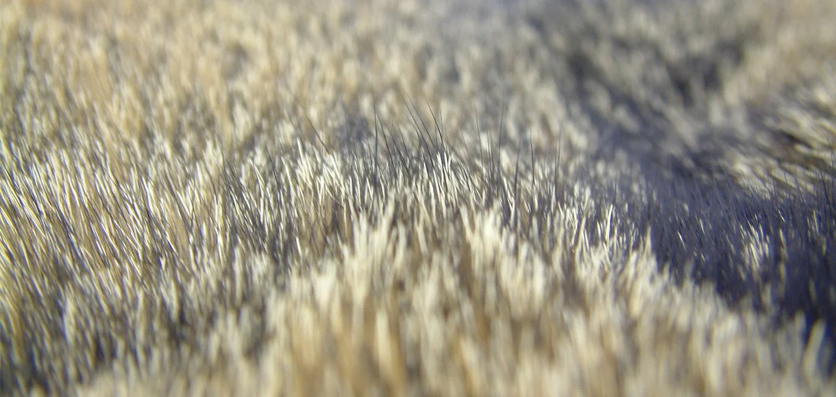 Byodegrade New study compares natural and fake fur biodegradability ...