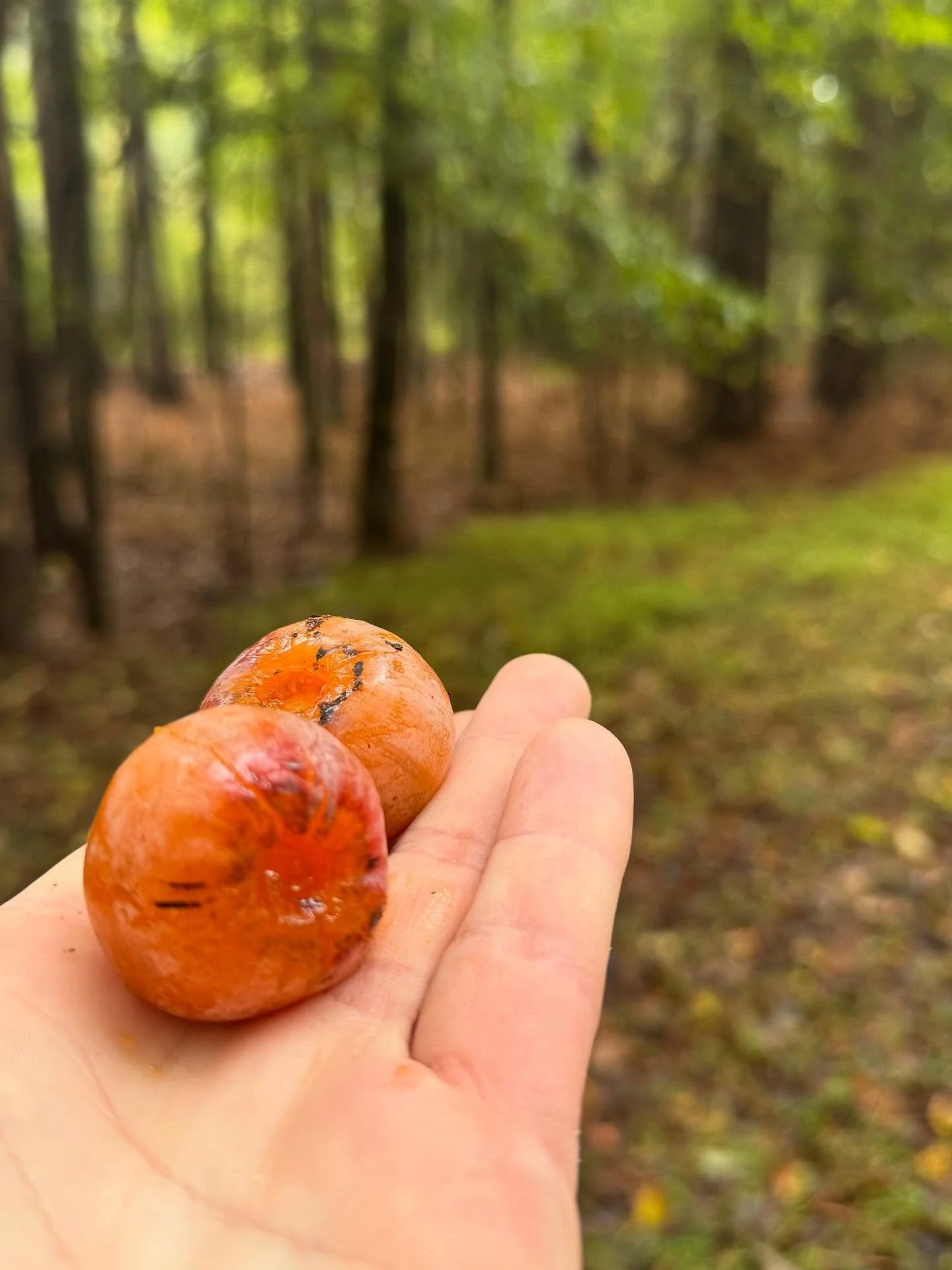Native Wild Fruit &amp; Foraging in Stem, NC | Myth &amp; Oak Farm