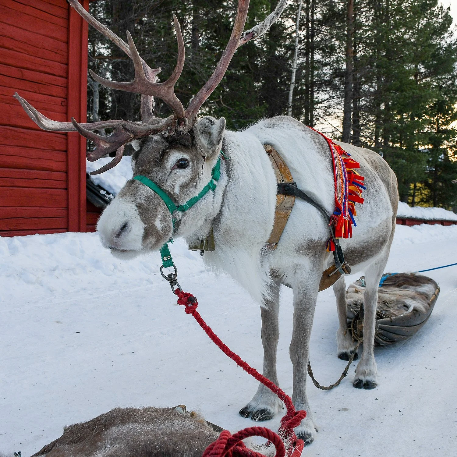 Reindeer Herder’s Heritage