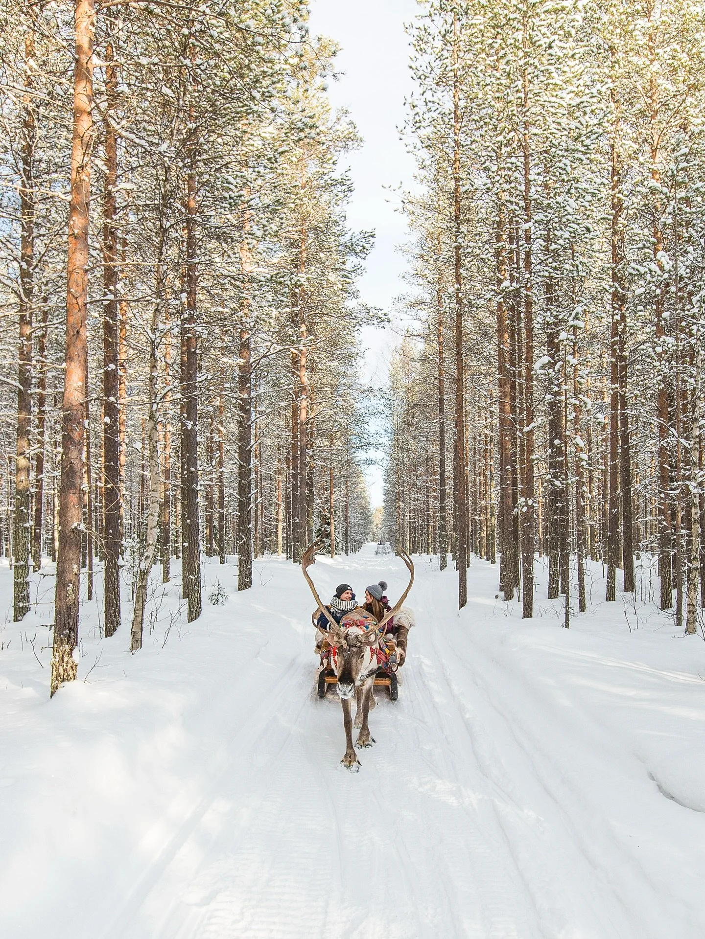 You don’t need to leave @haloigloos if you want to meet adorable reindeer because our hotel will have them right next to our main building. ๐ฆ๐ฒ
If you book one of our glass igloos you can visit reindeer daily.๐
Thinking of going on reindeer s