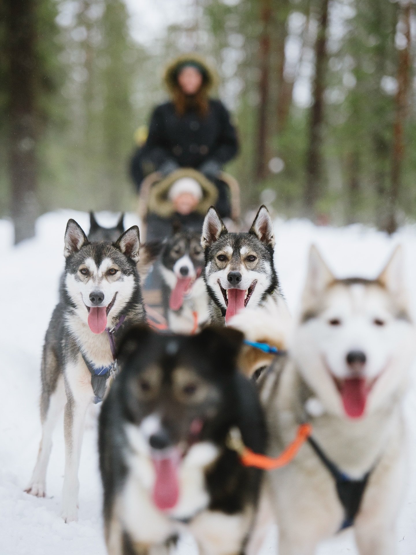 There&rsquo;s so much to do in @visitrovaniemi 🇫🇮❄️ Snowmobiling and Aurora hunting, husky and reindeer safaris, snowshoeing and cross country skiing and many other fun activities. 

Pick Halo igloos for your winter getaway and enjoy the best of Ro